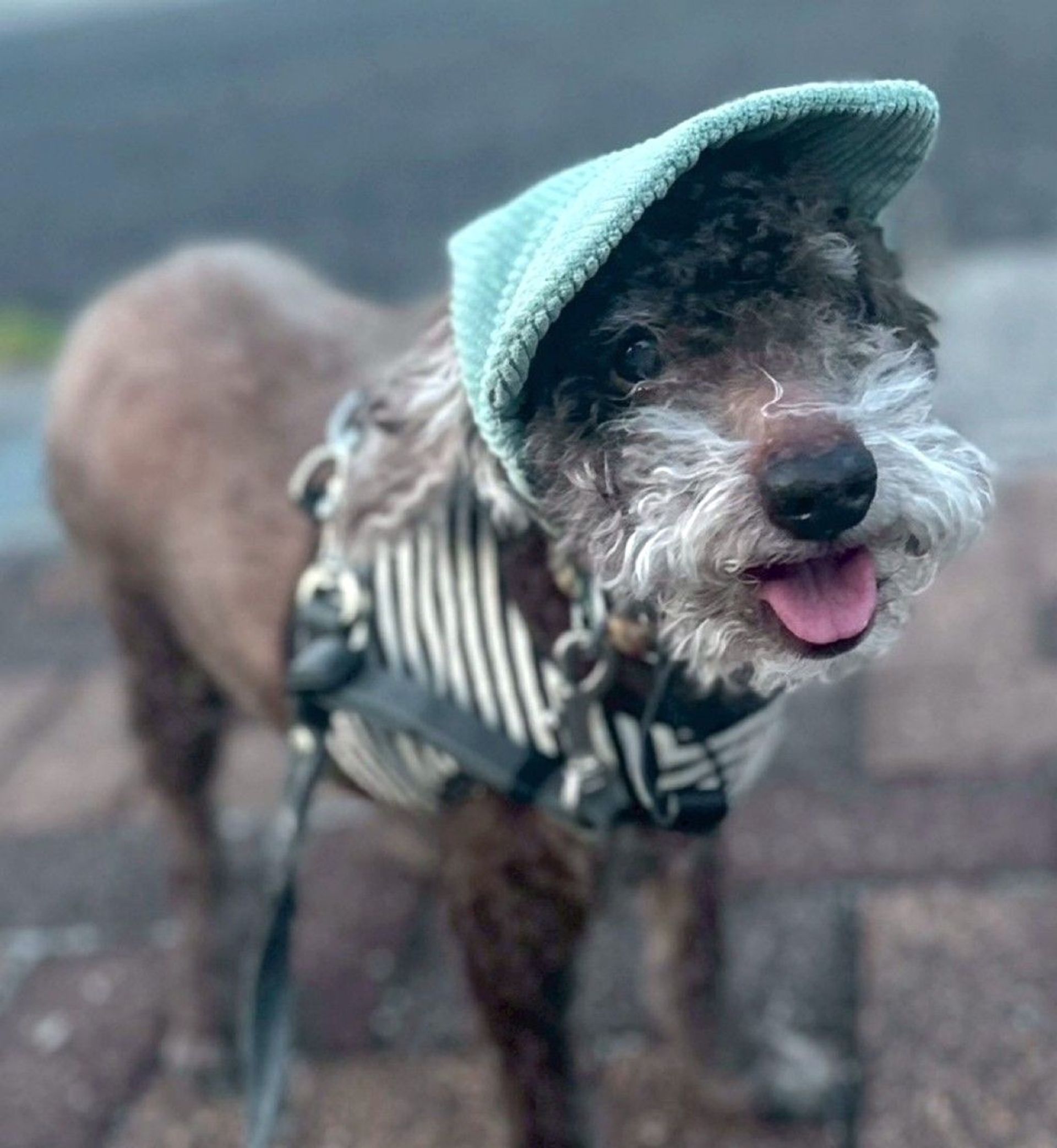 雑種（ミックス犬）・オスの里親募集の写真