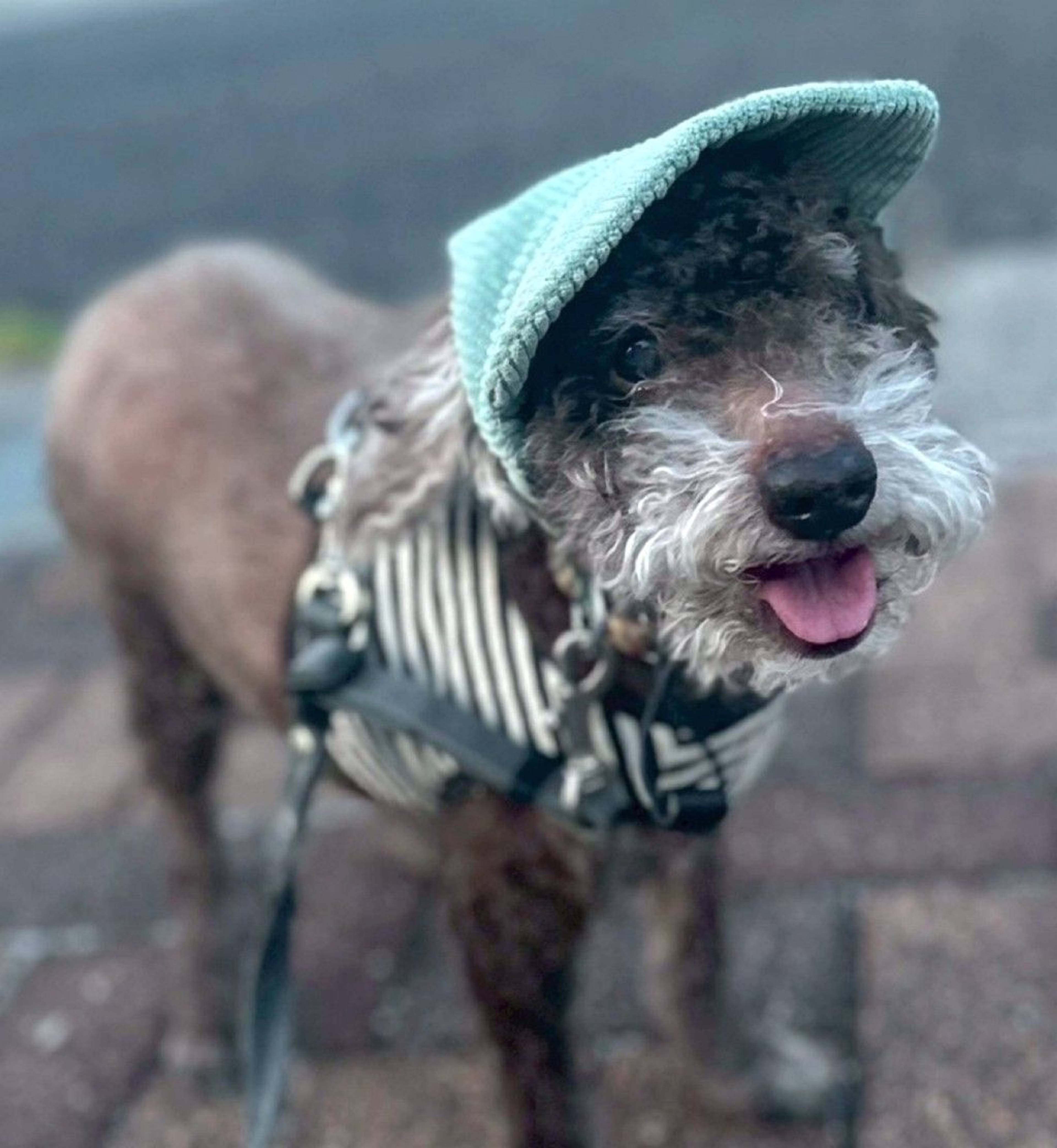 雑種（ミックス犬）・オスの里親募集の写真