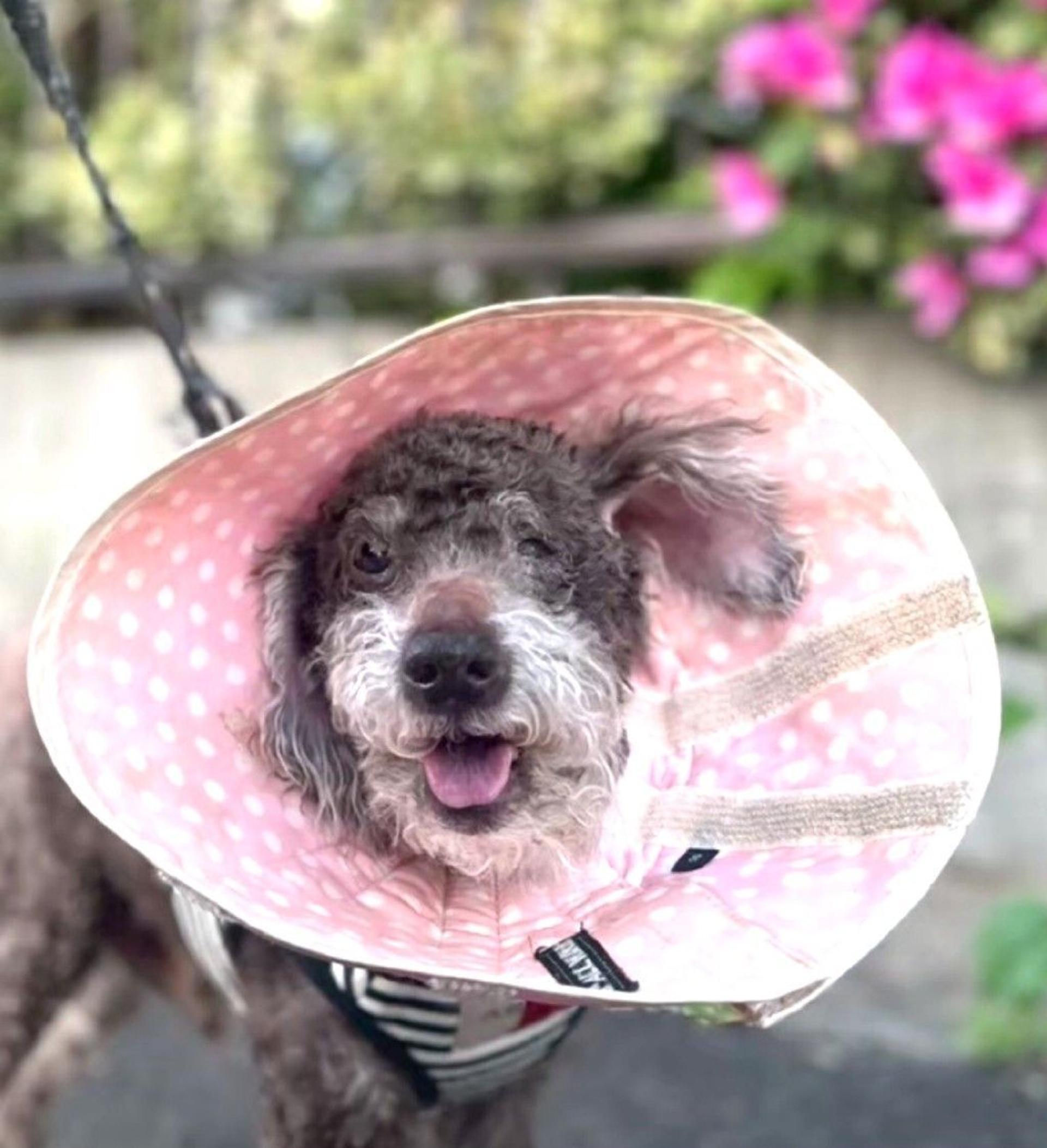 pet-image-2