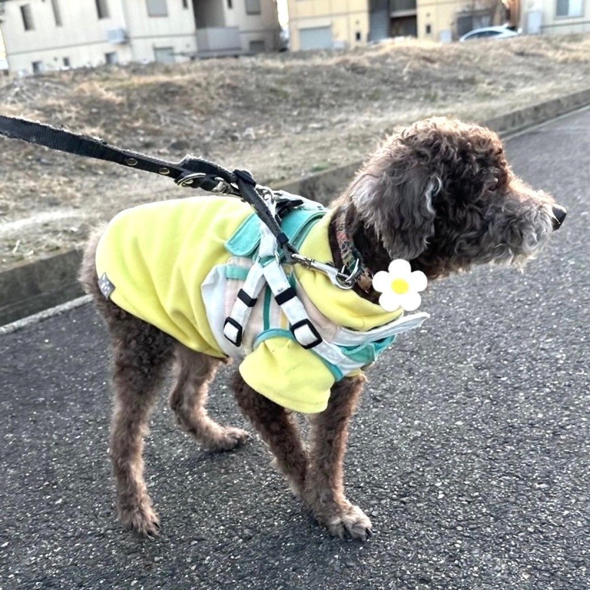 pet-image-4