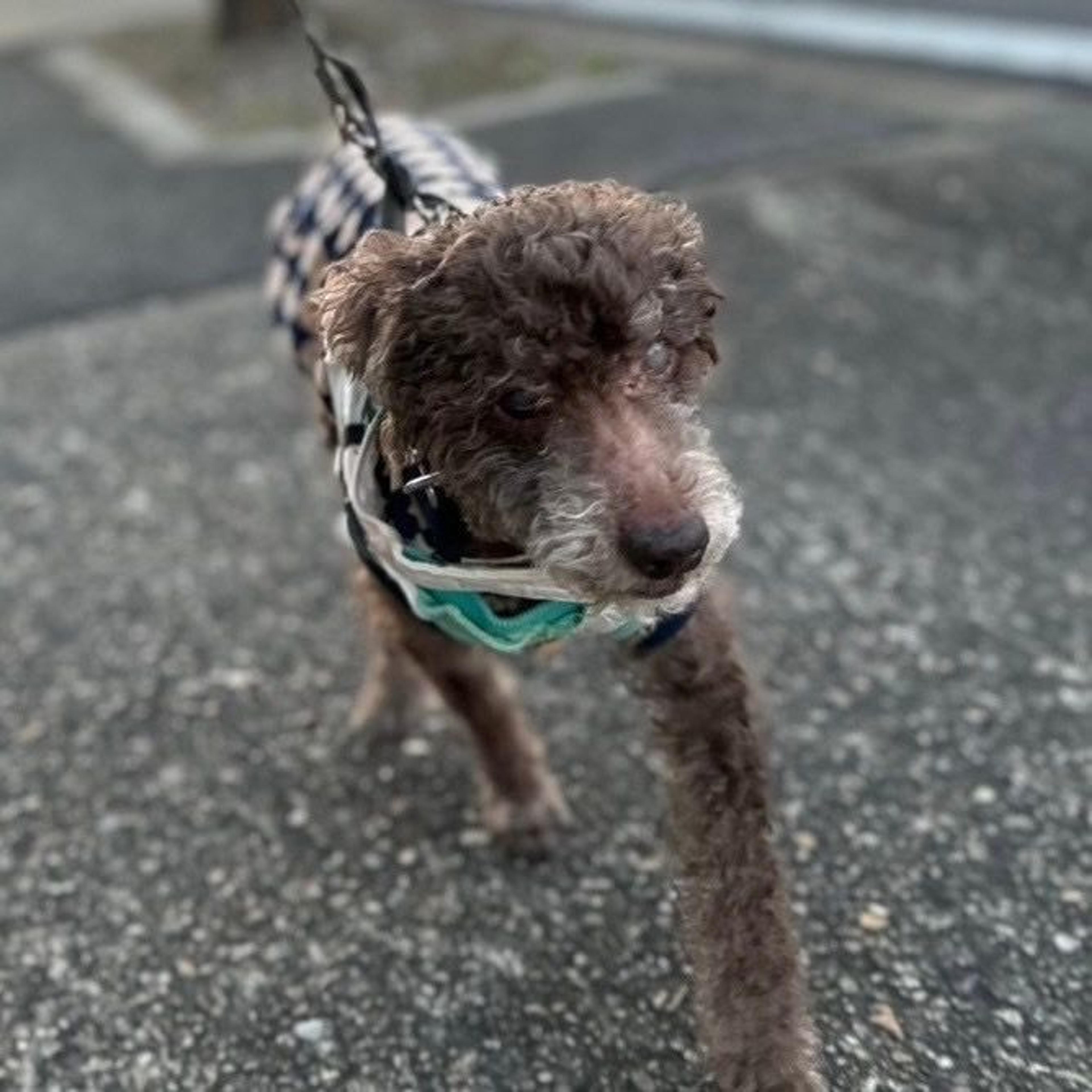 pet-image-7