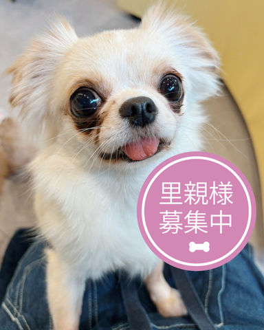 パピコ