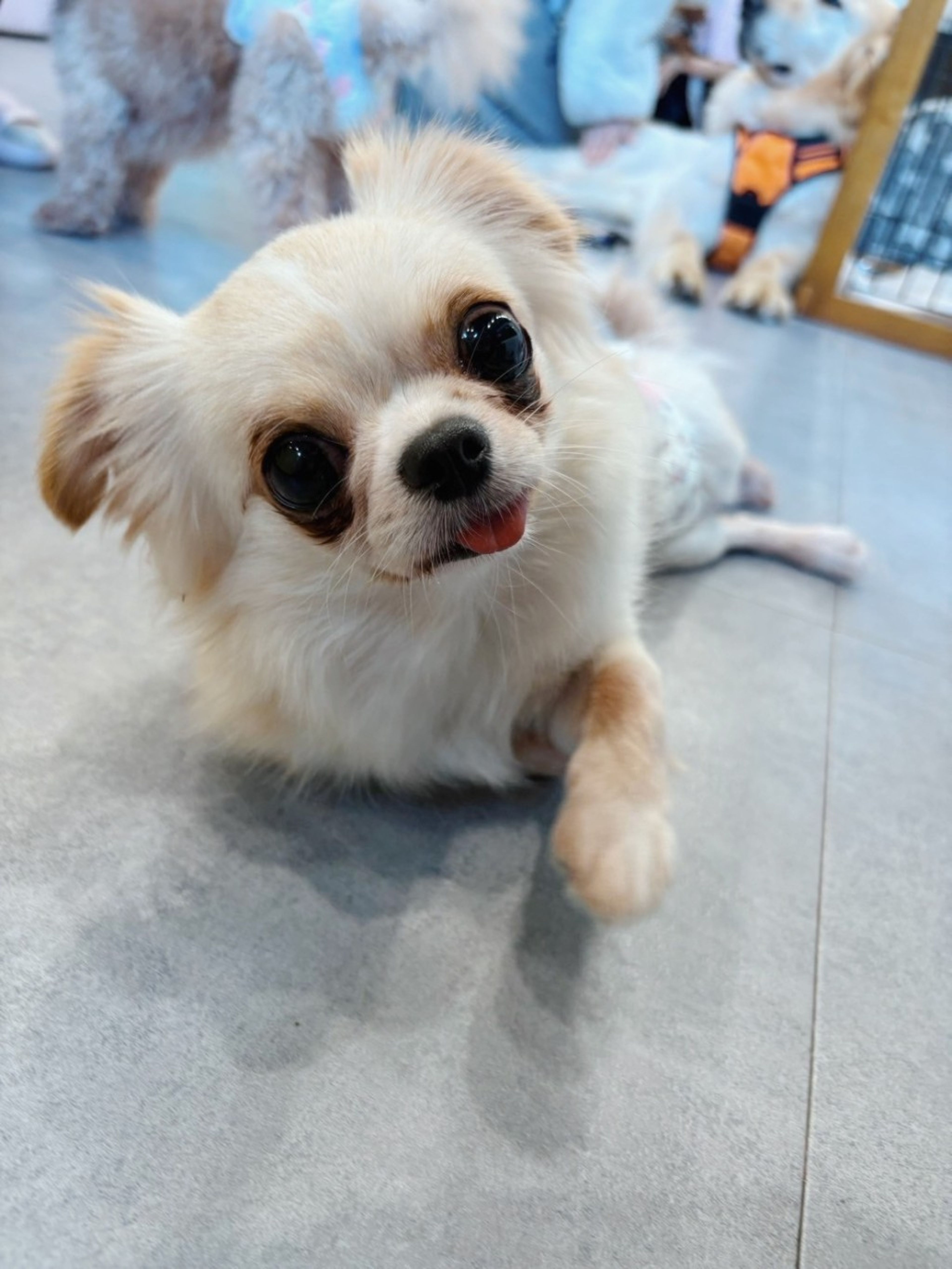 pet-image-2