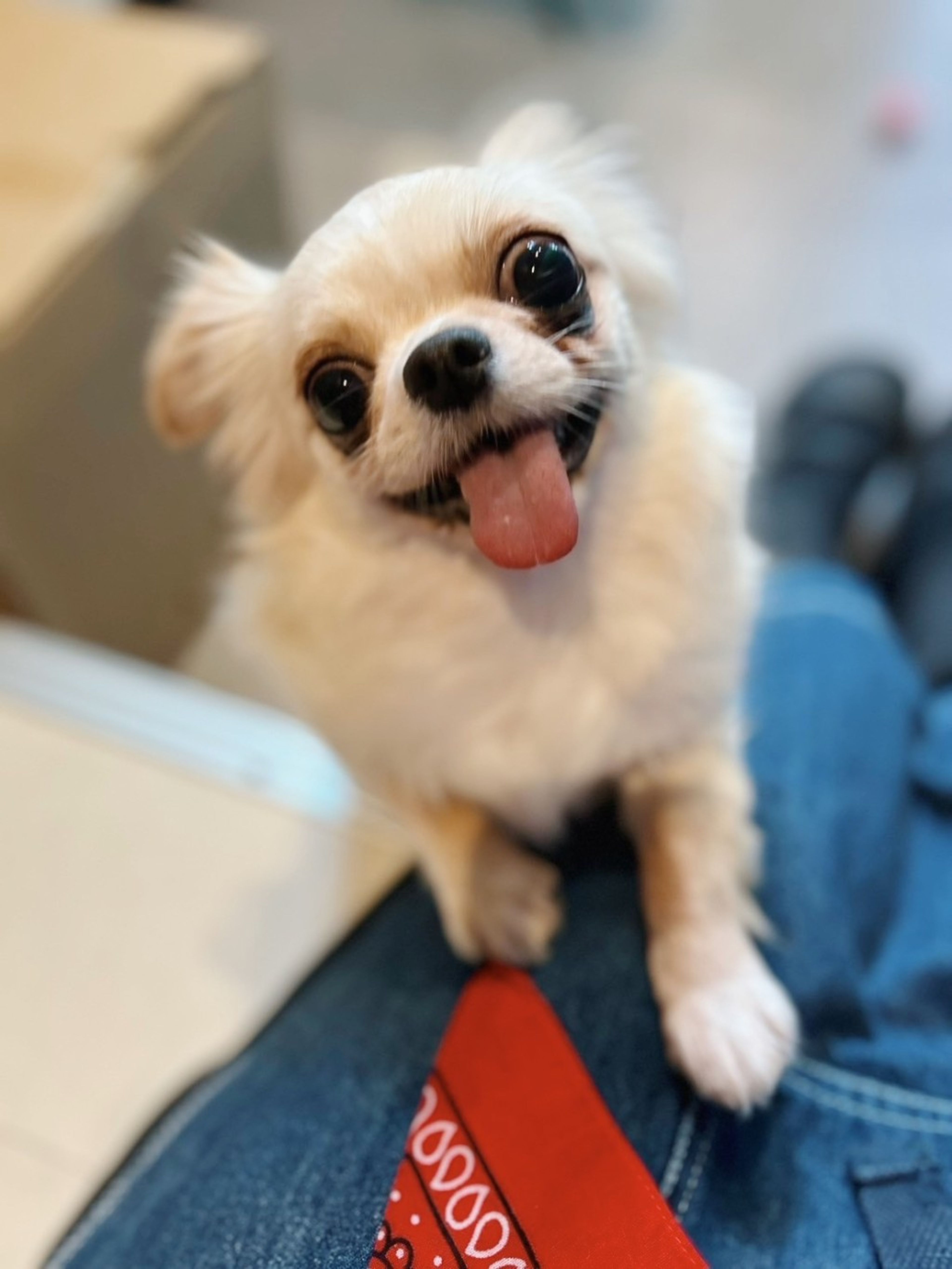 pet-image-3