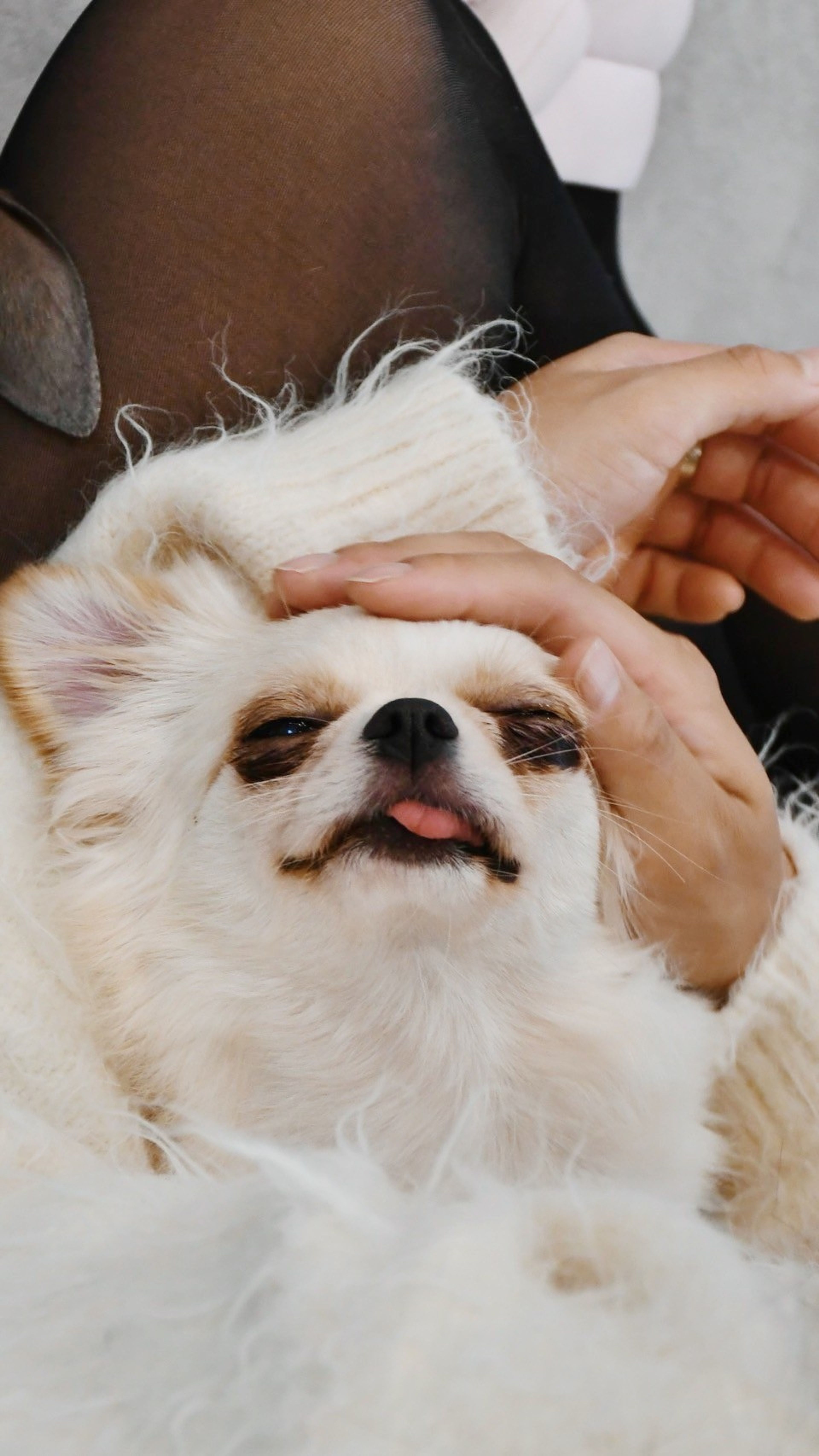 pet-image-4