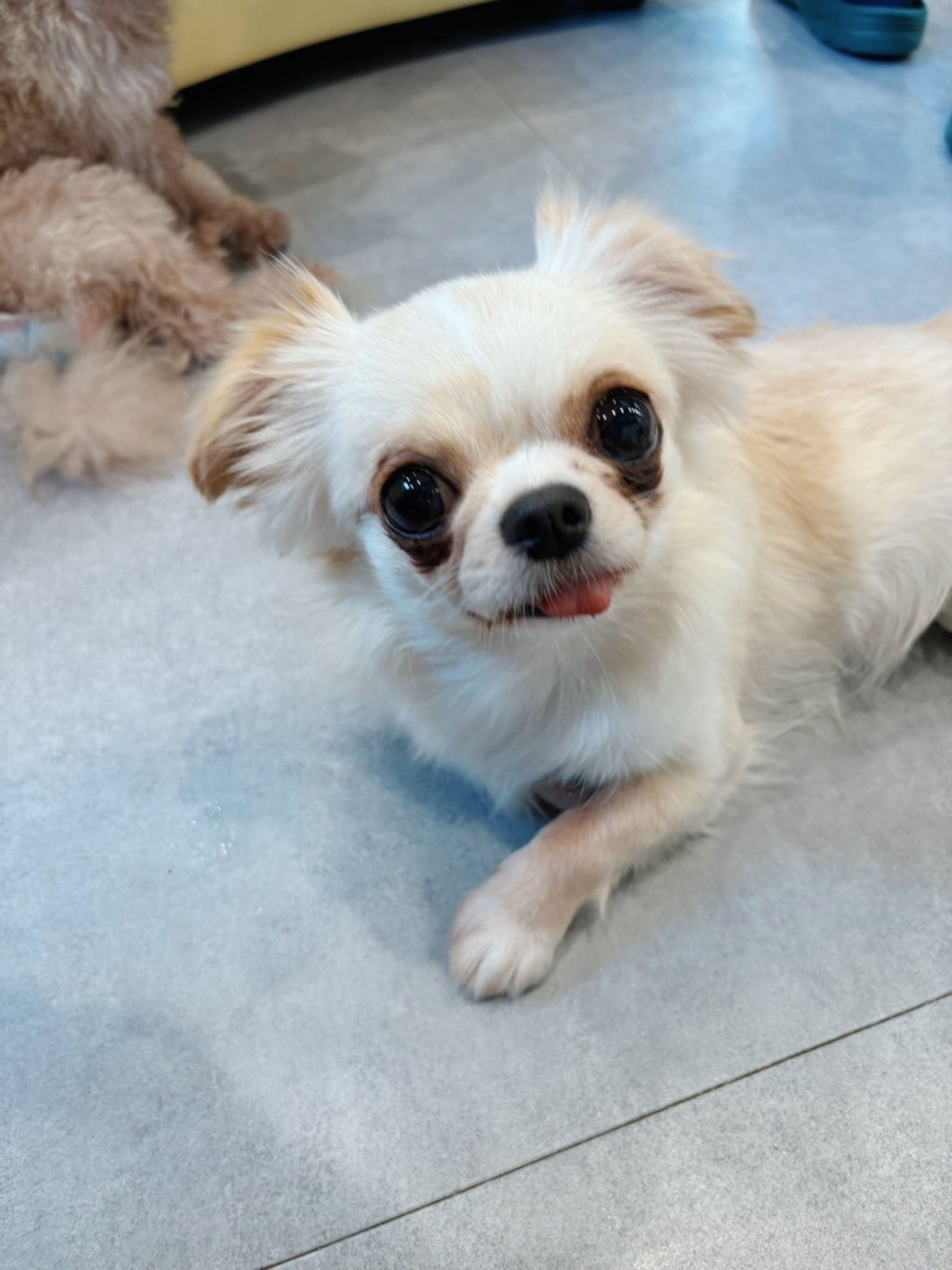 pet-image-5