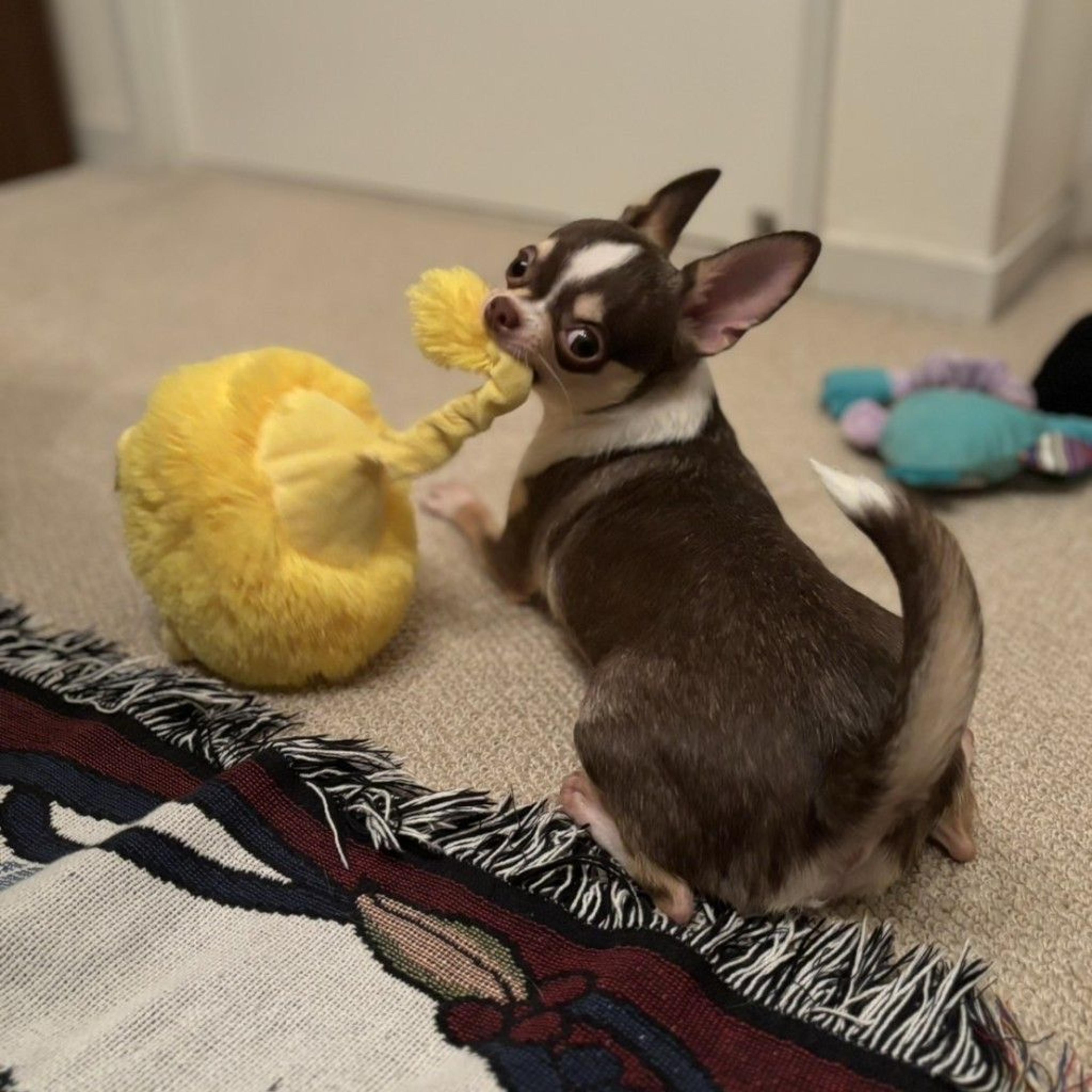 pet-image-2