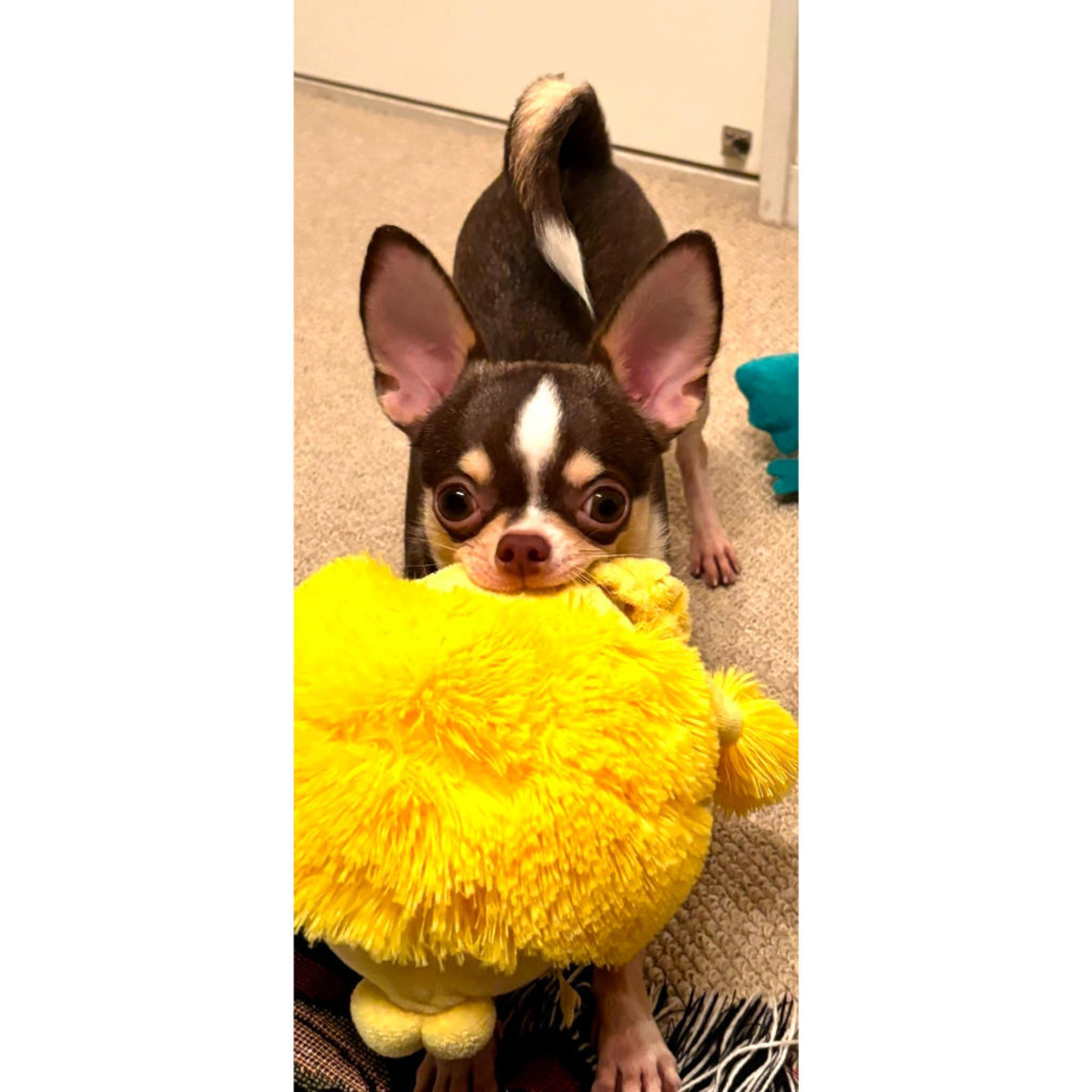 pet-image-3