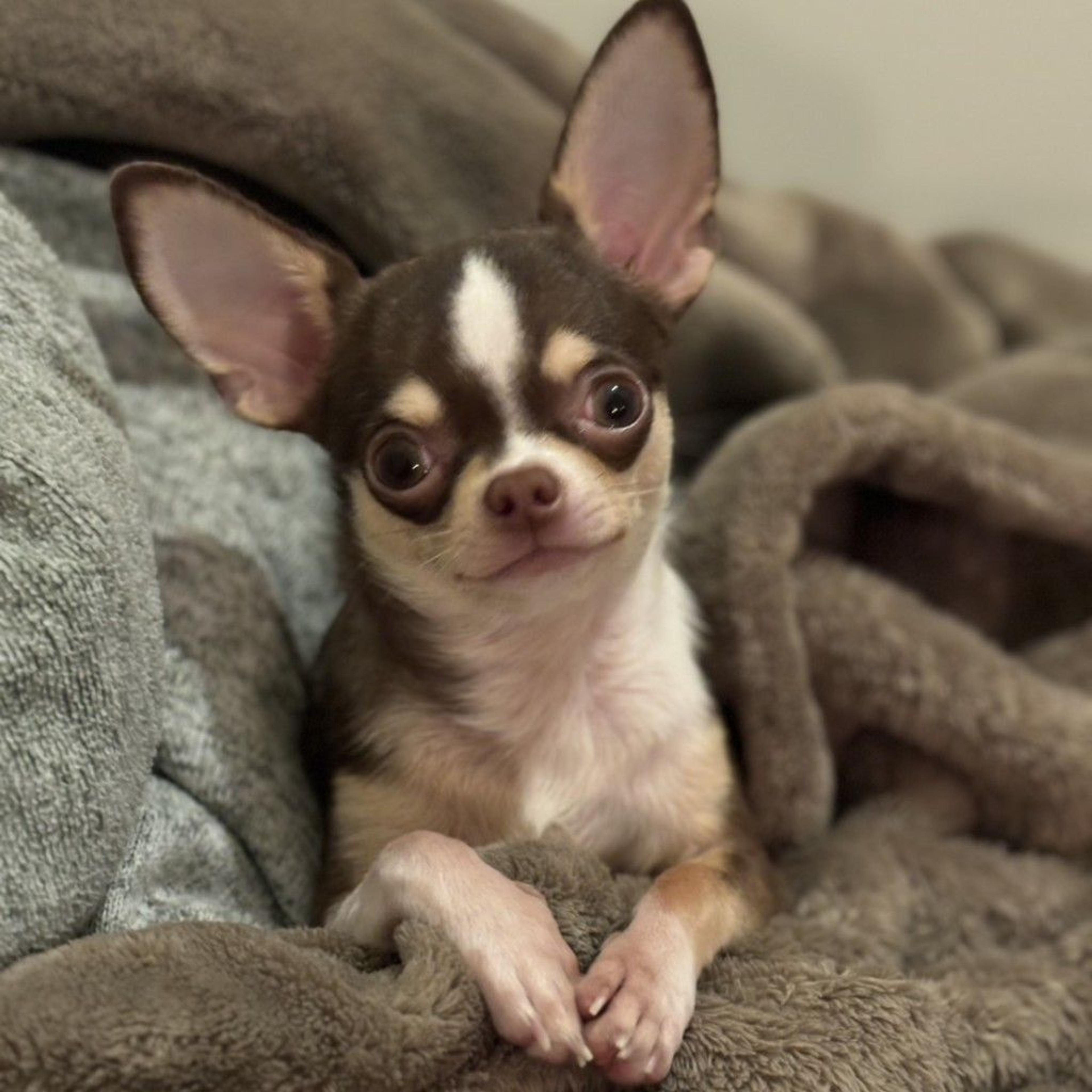 pet-image-4