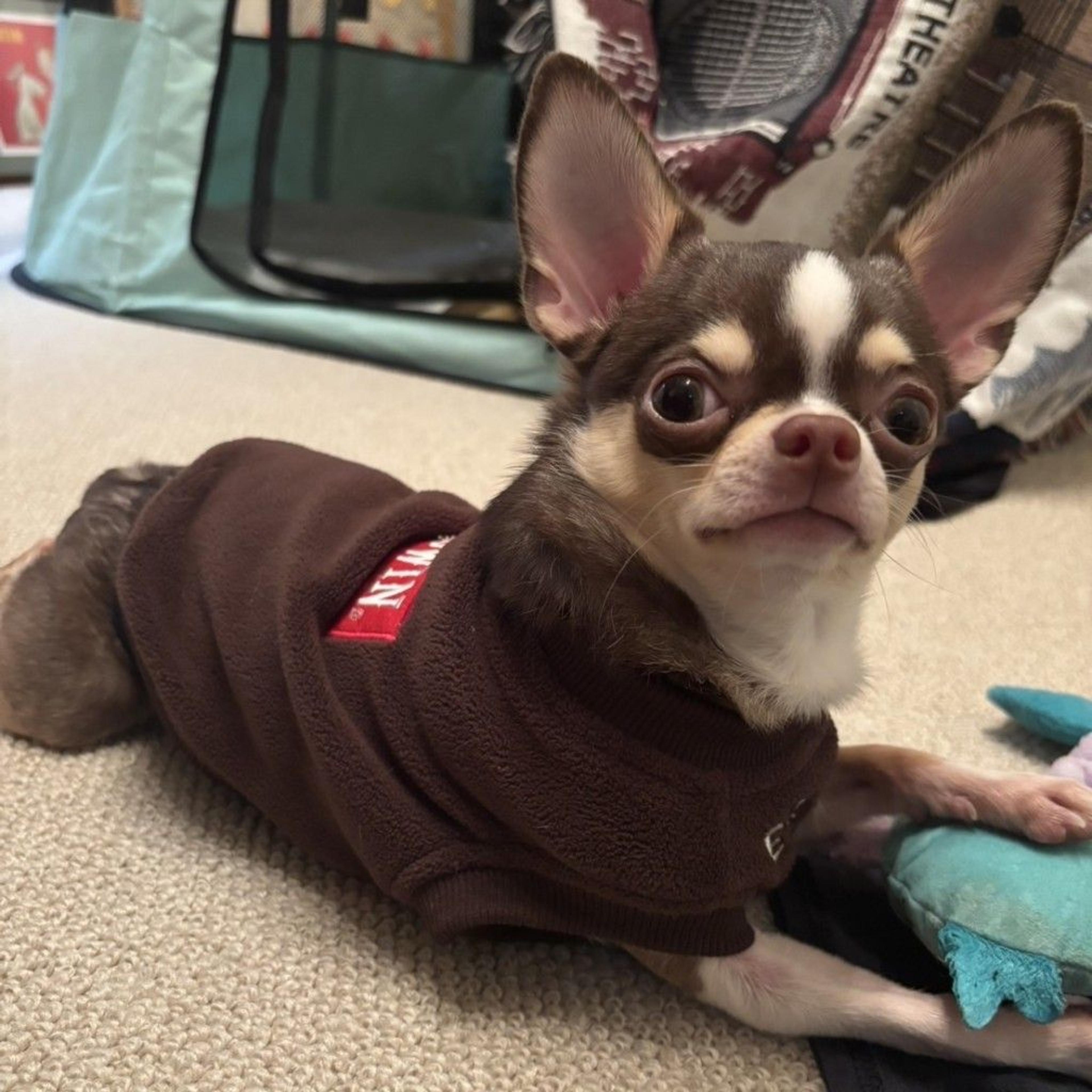 pet-image-5