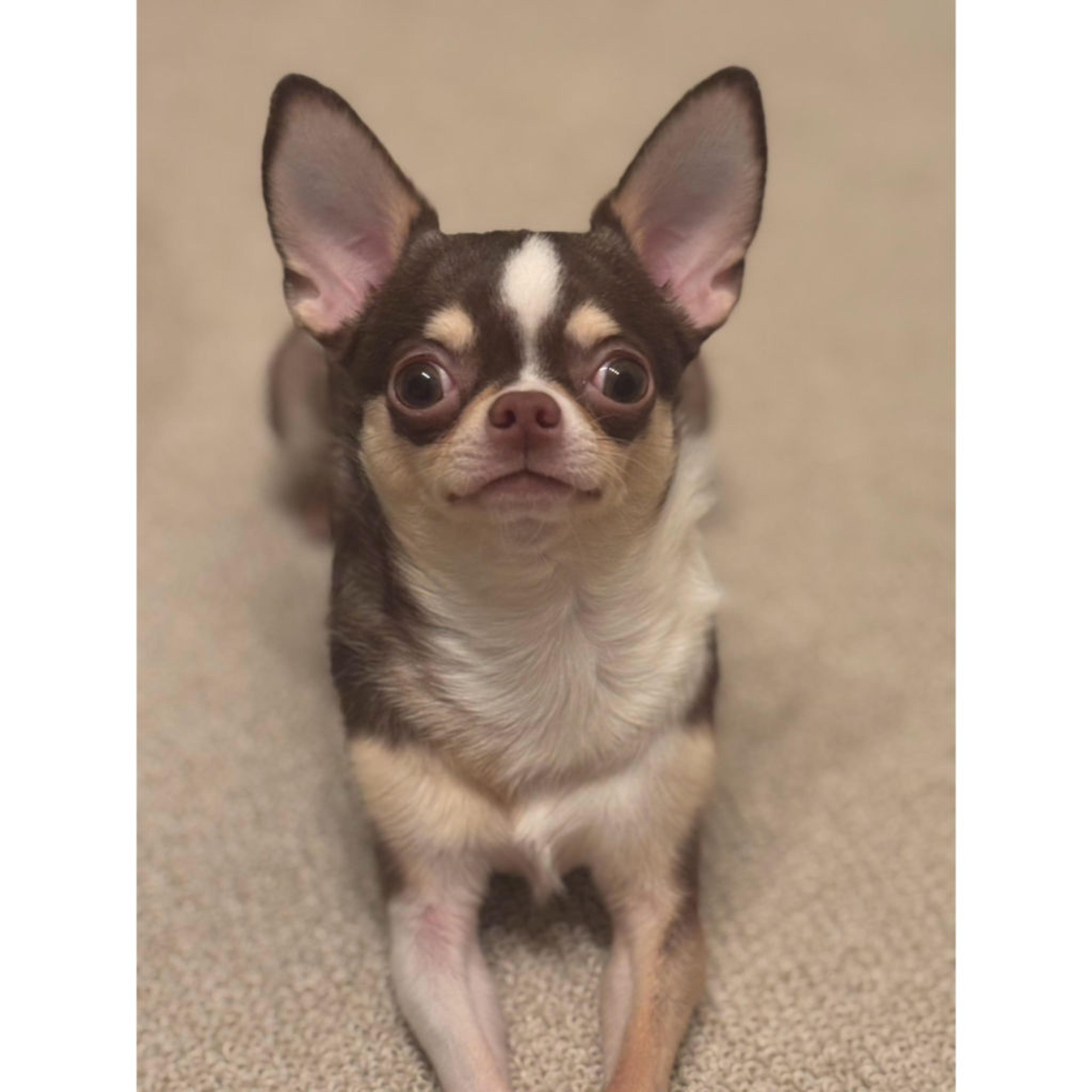 pet-image-6