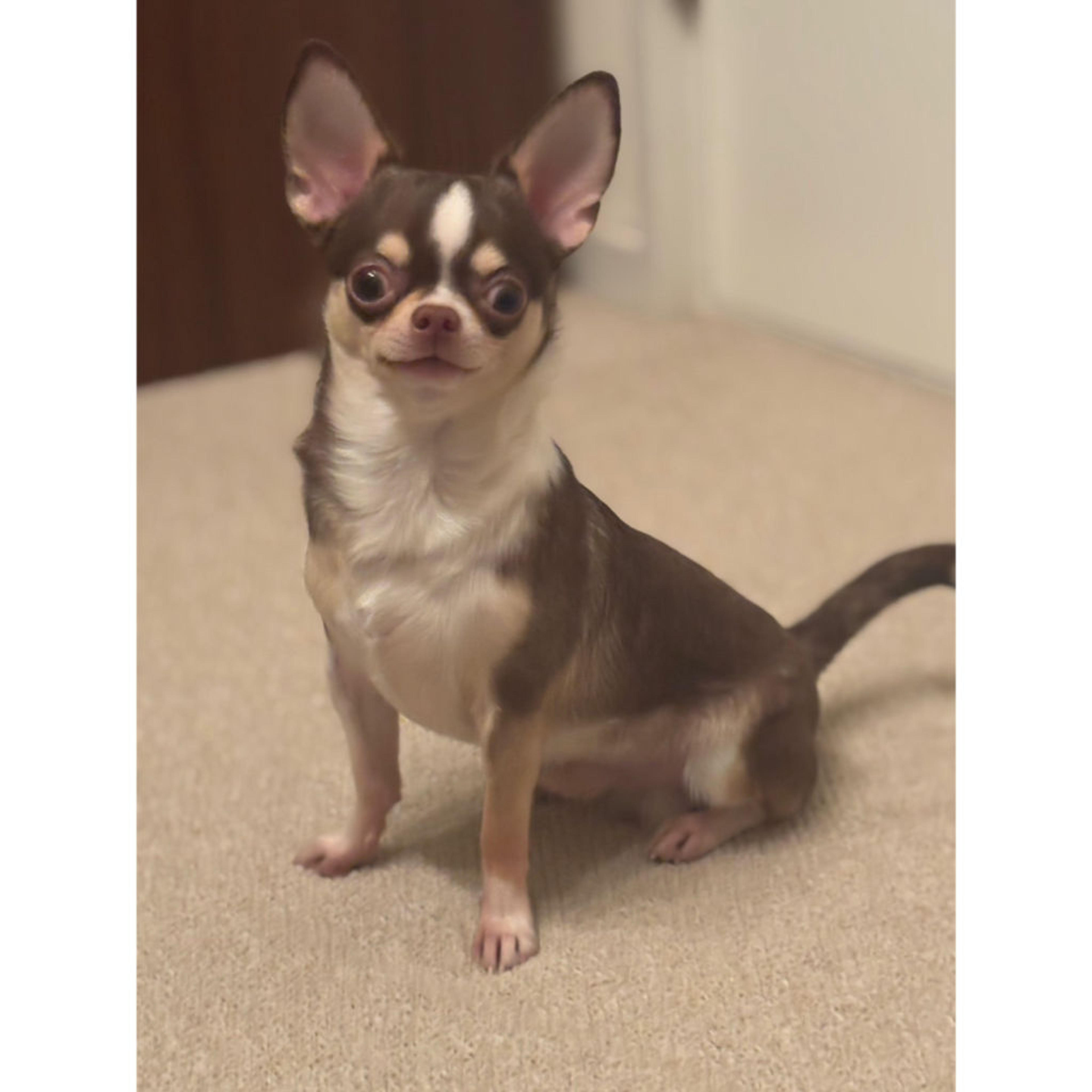 pet-image-7