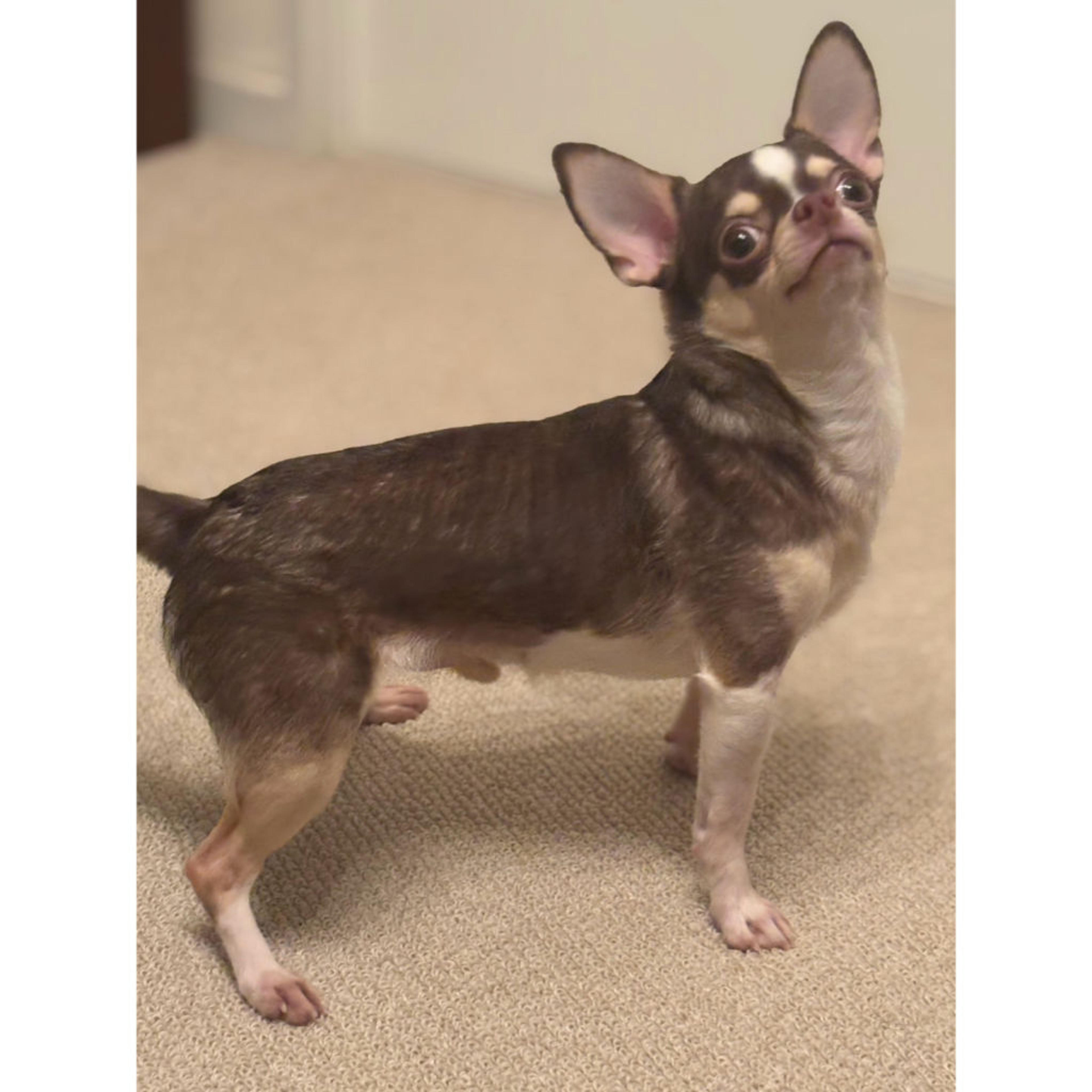 pet-image-8