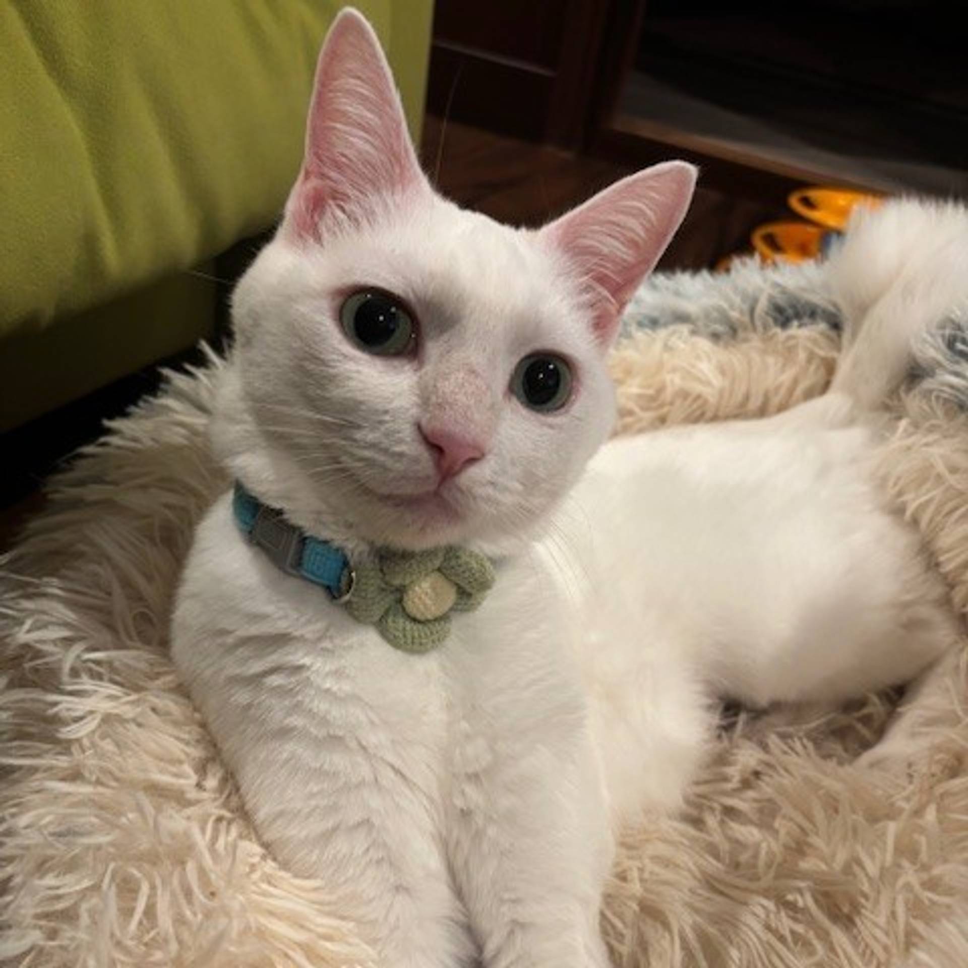 雑種（ミックス猫）・メスの里親募集の写真