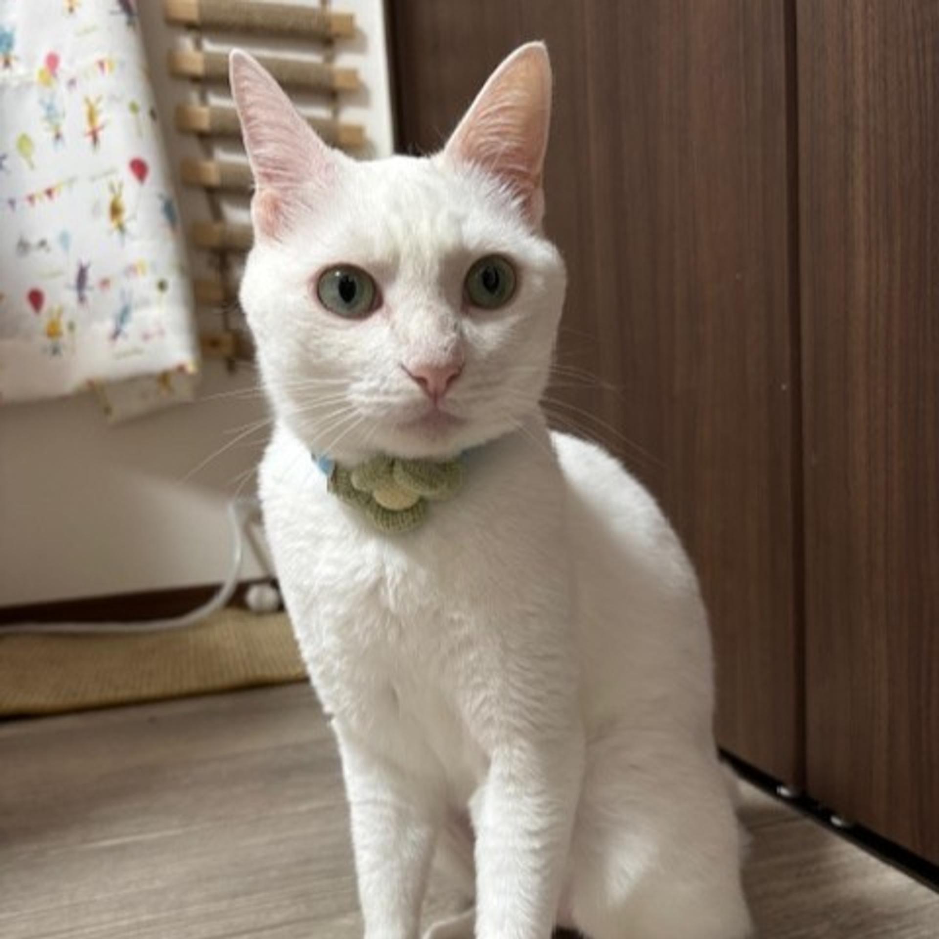 pet-image-2