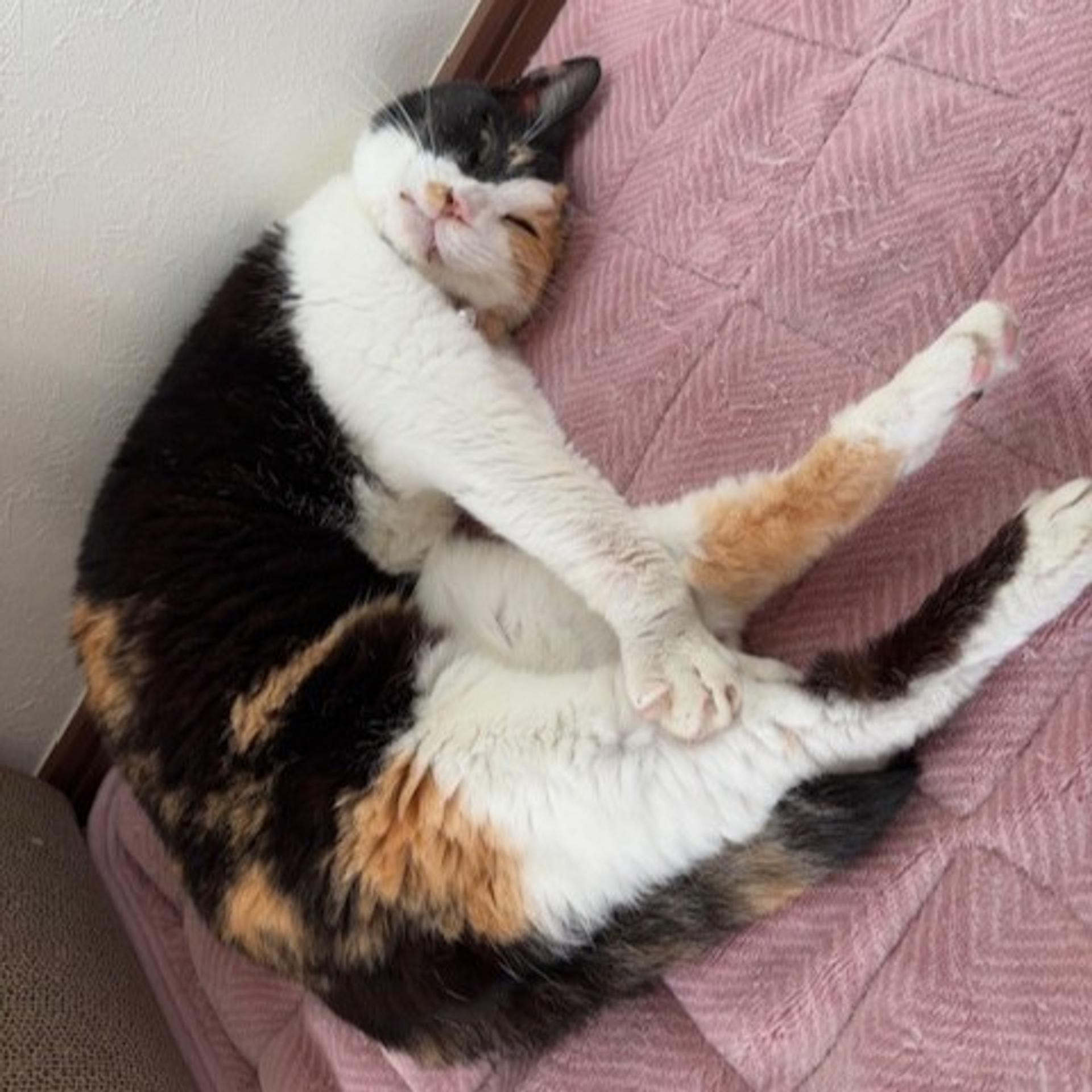 pet-image-4