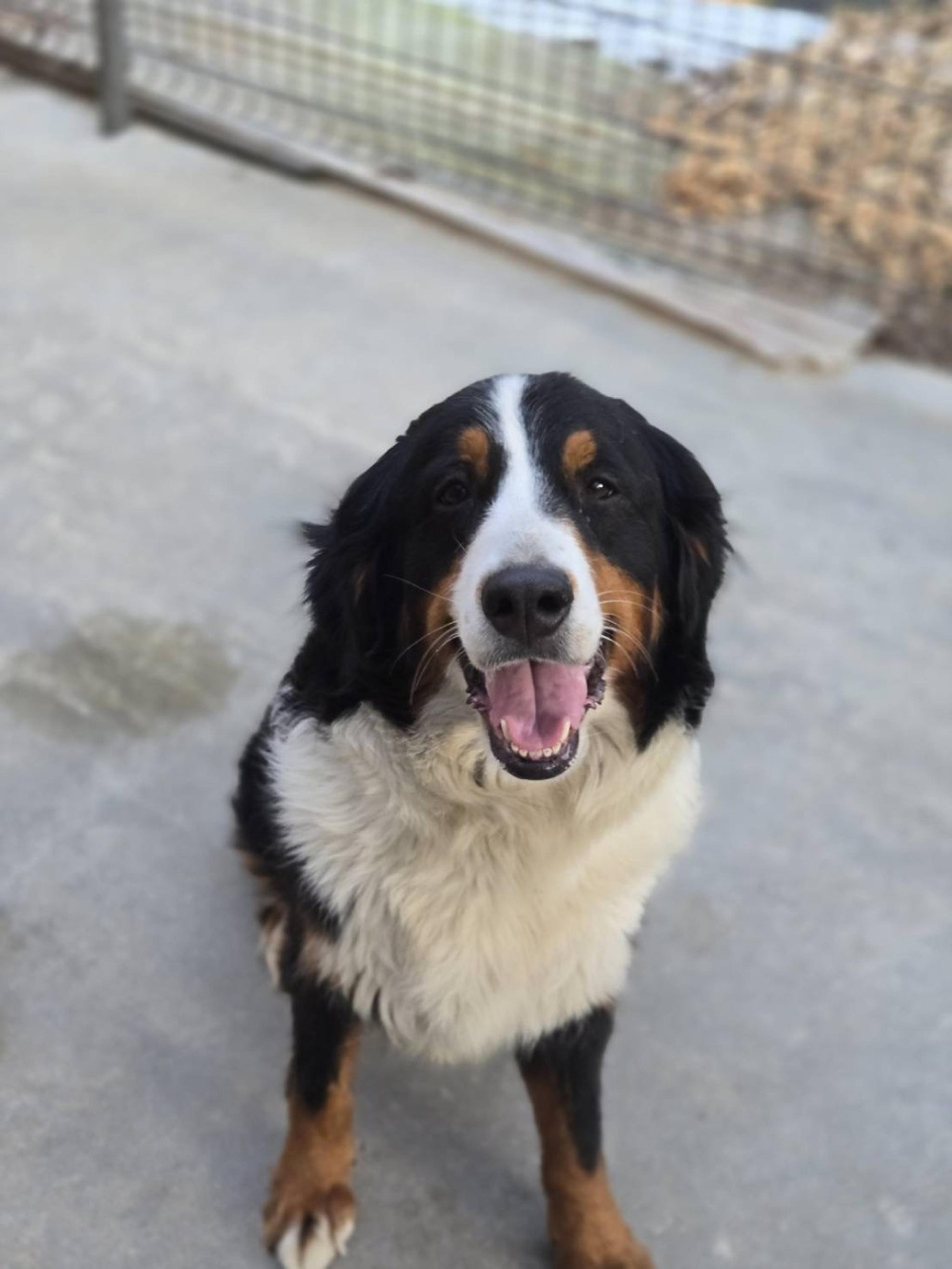 pet-image-2