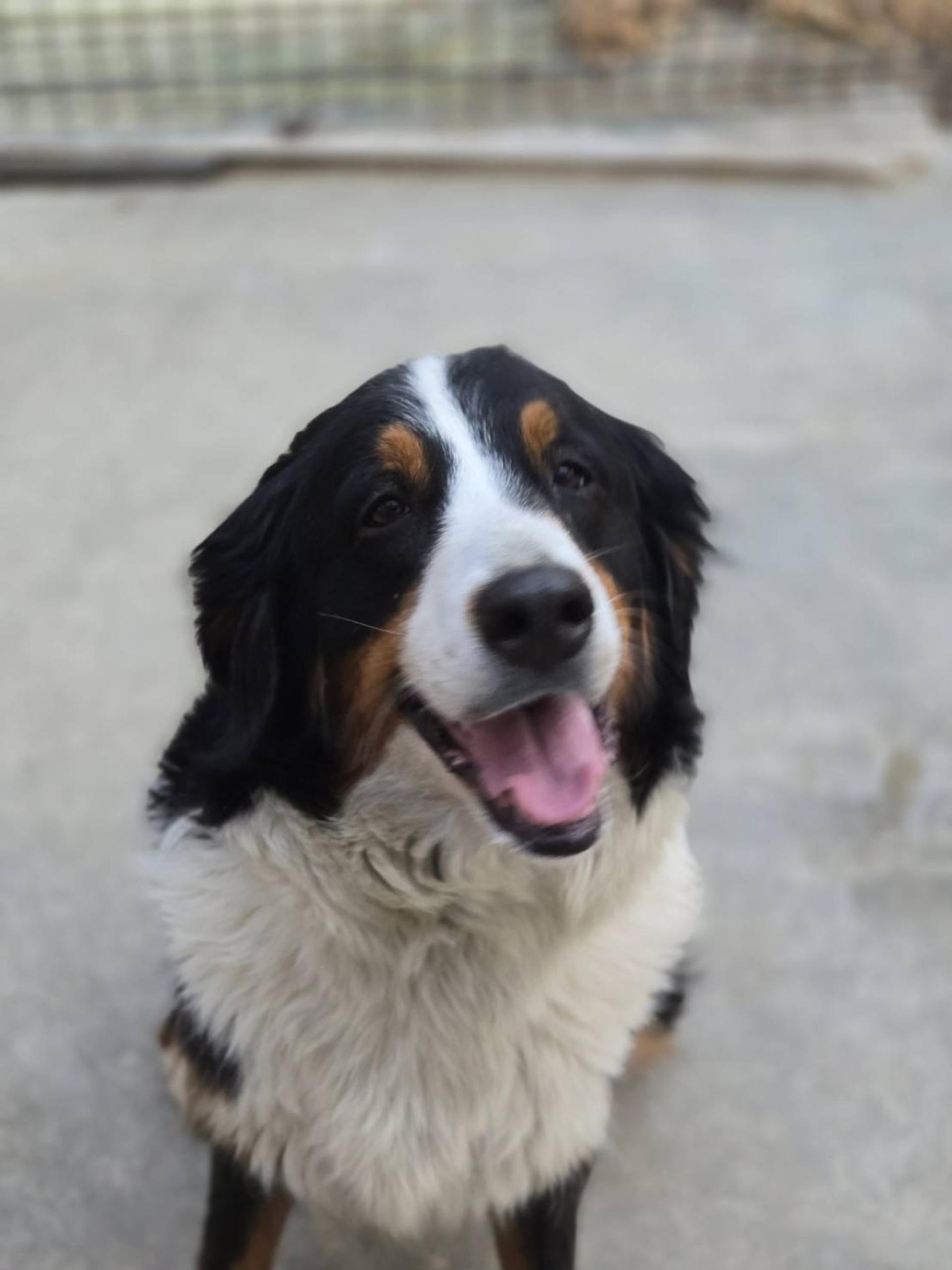 pet-image-3