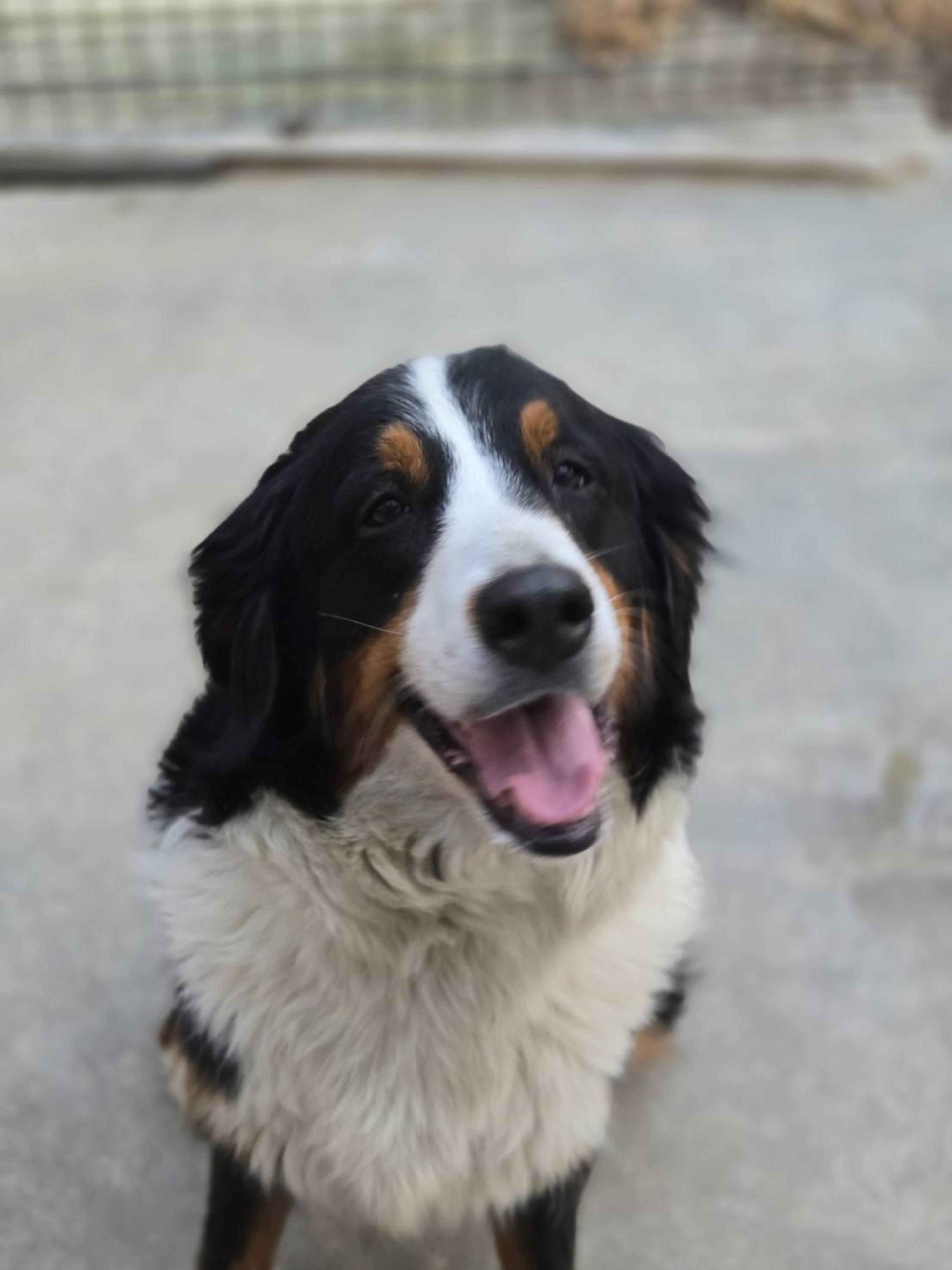 pet-image-3