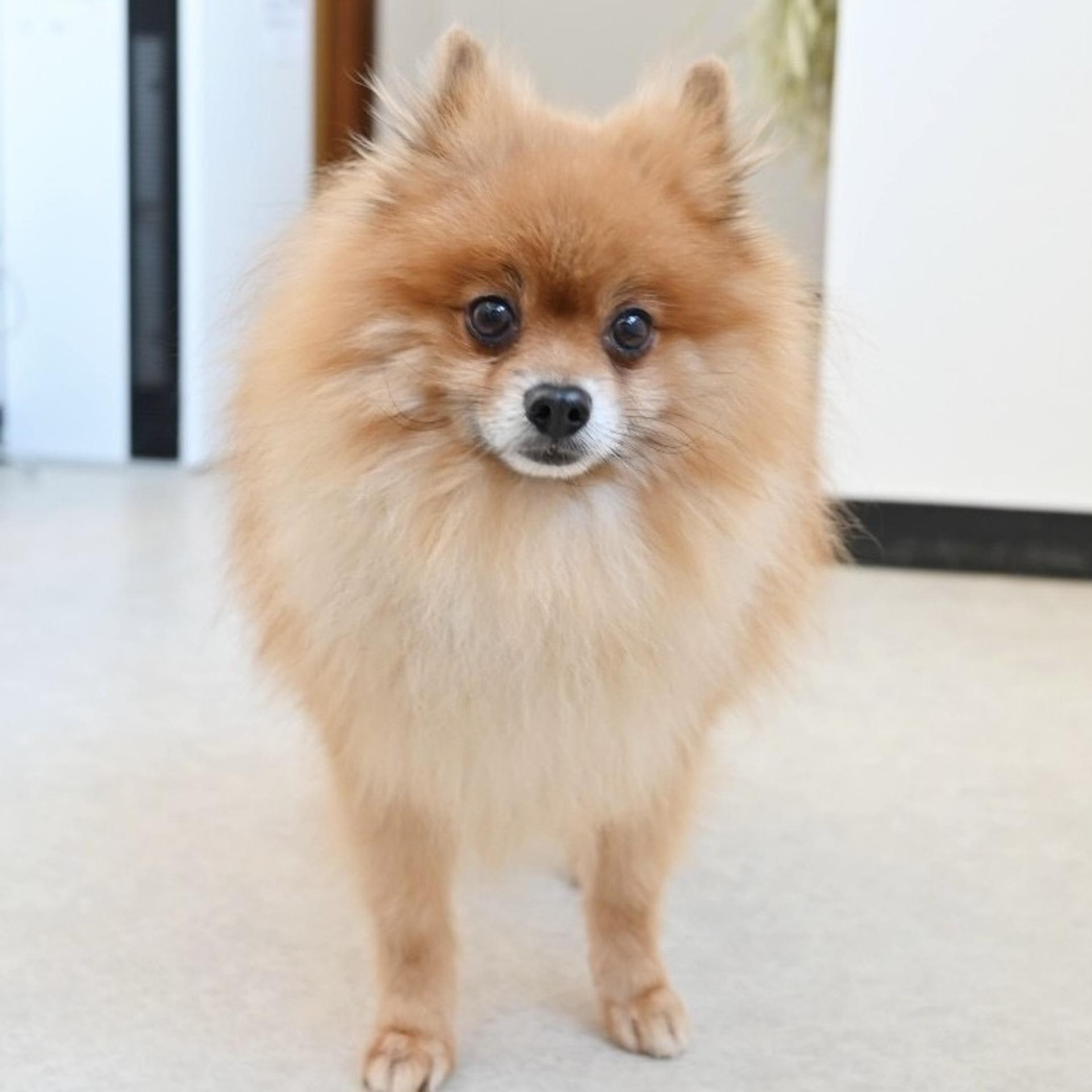 pet-image-2