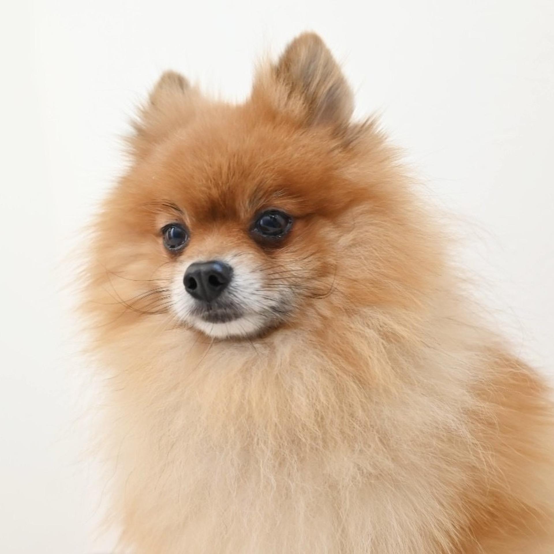 pet-image-6