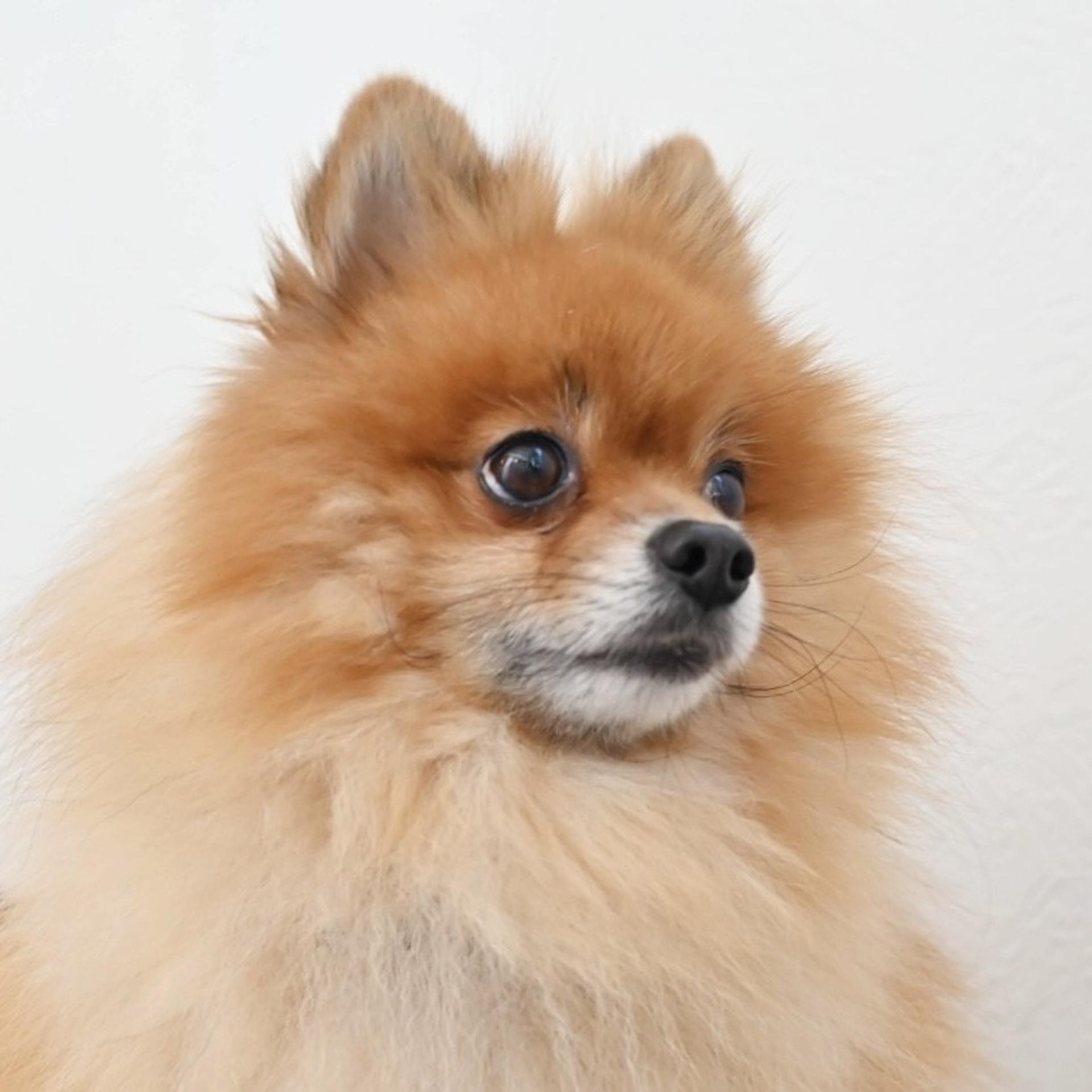 pet-image-7