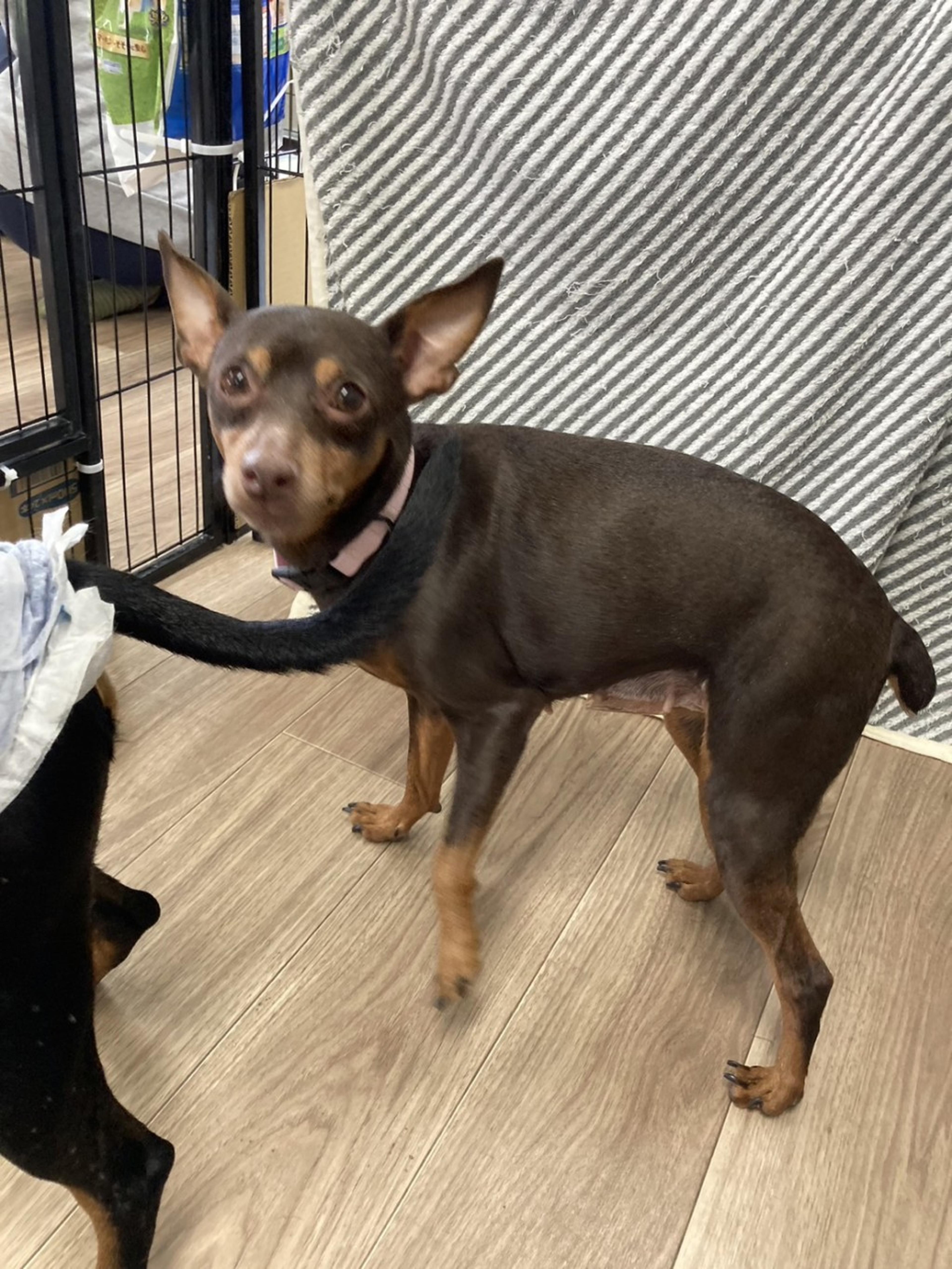 pet-image-3