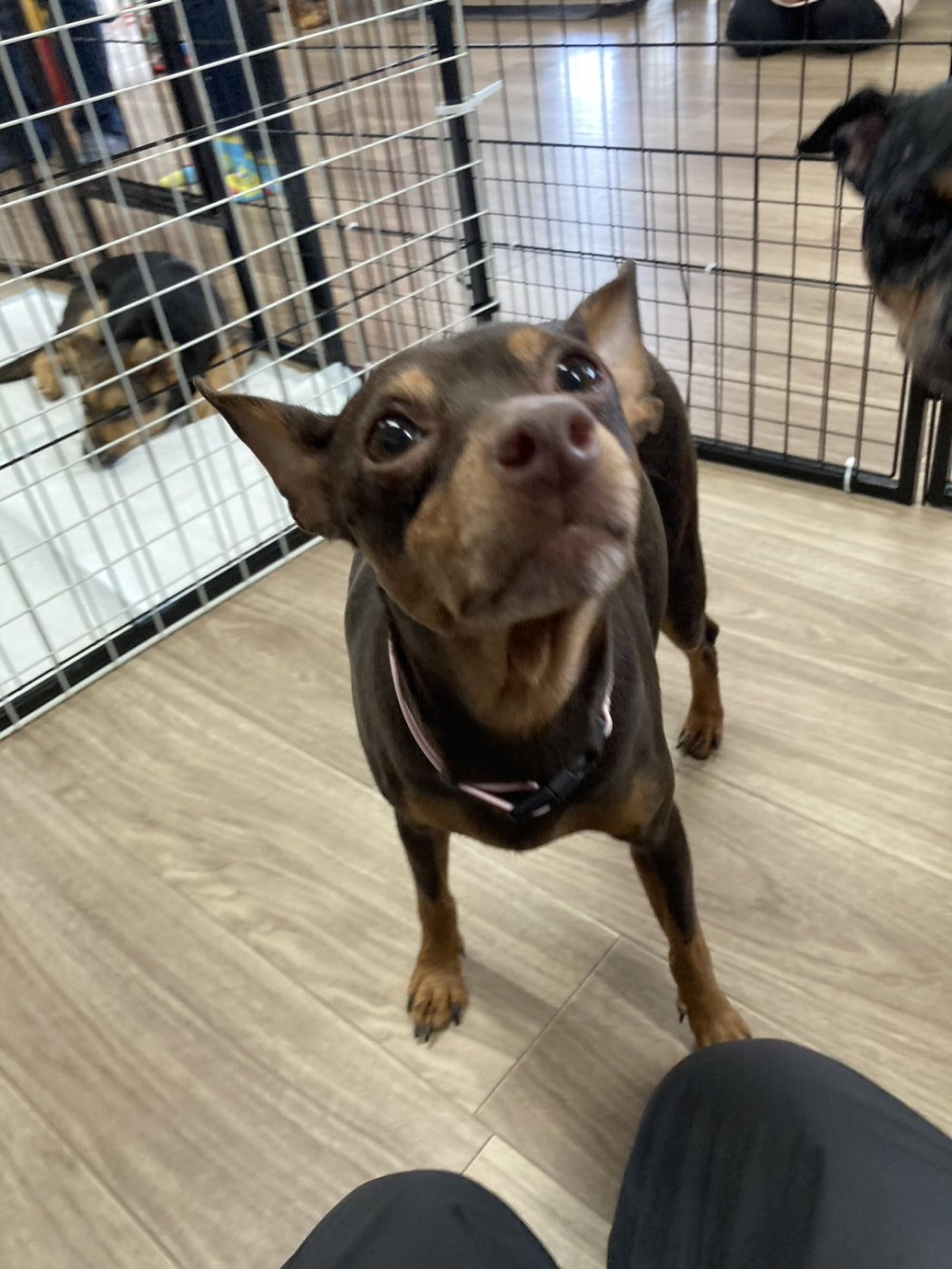 pet-image-2