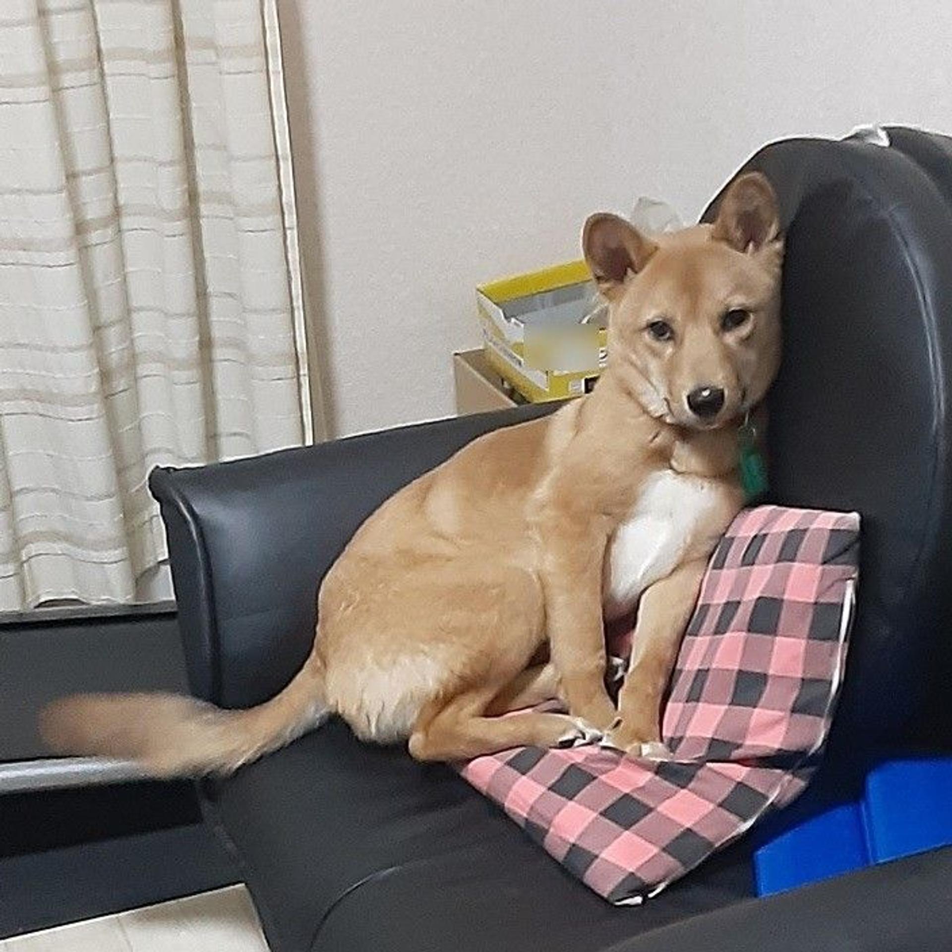 pet-image-3