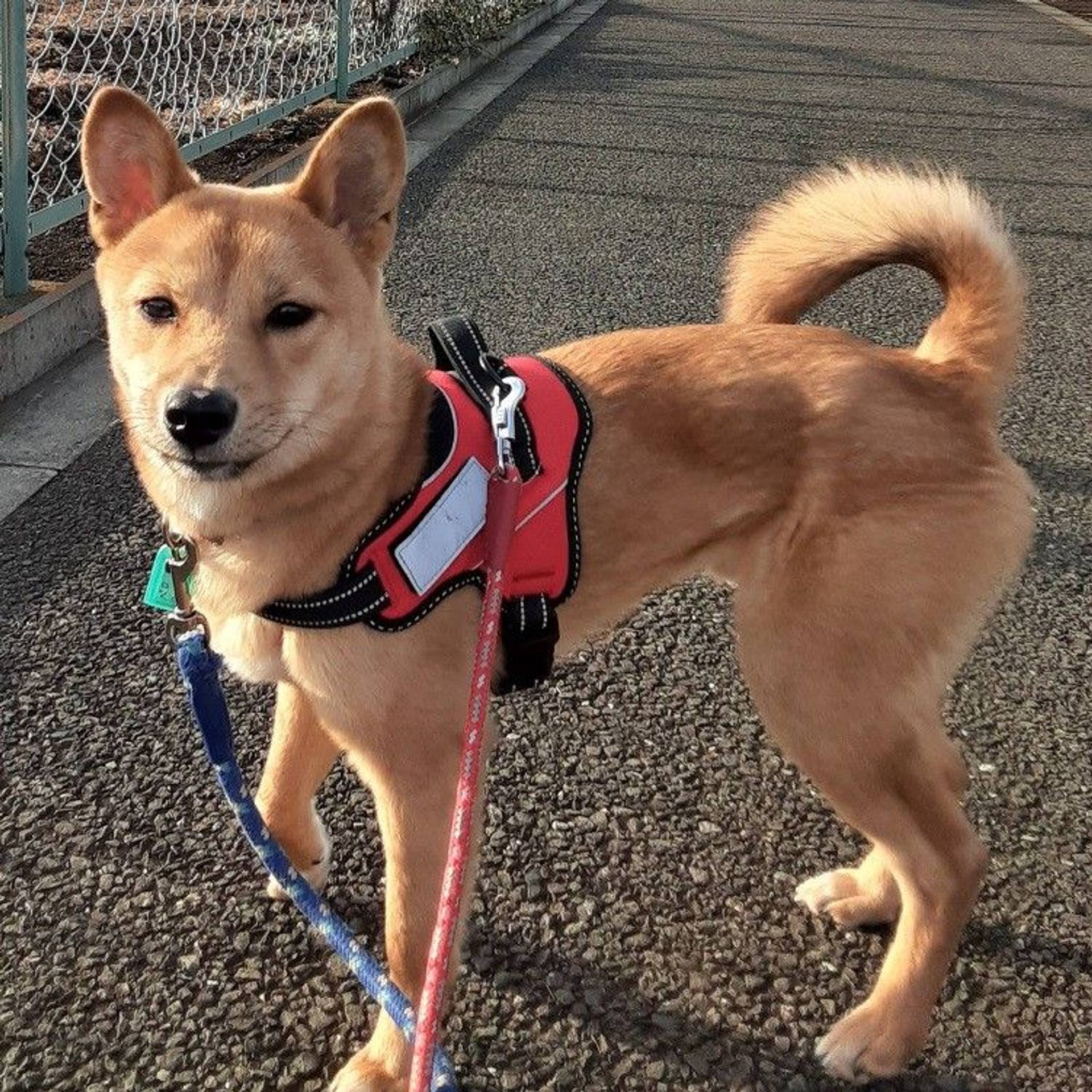 雑種（ミックス犬）・オスの里親募集の写真