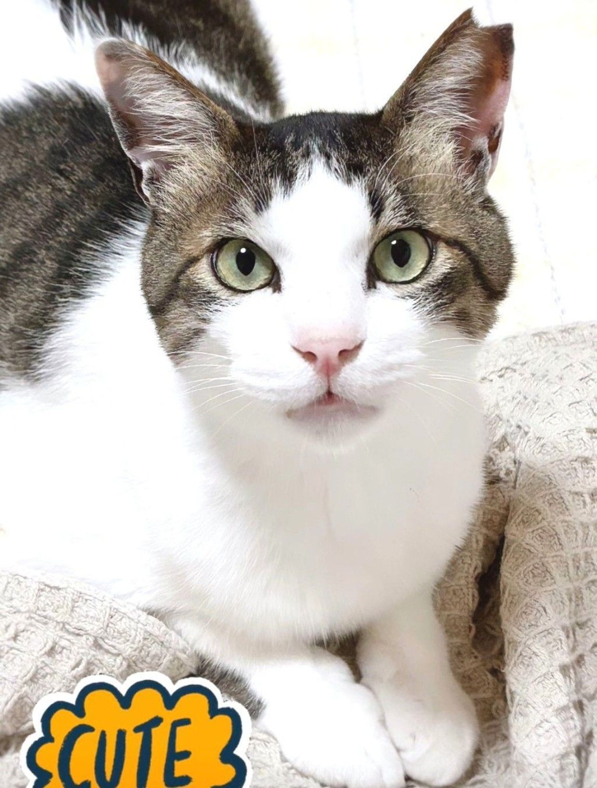 日本猫・オスの里親募集の写真