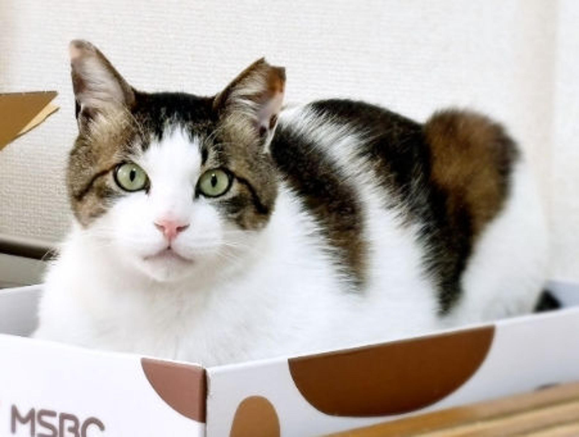 pet-image-3