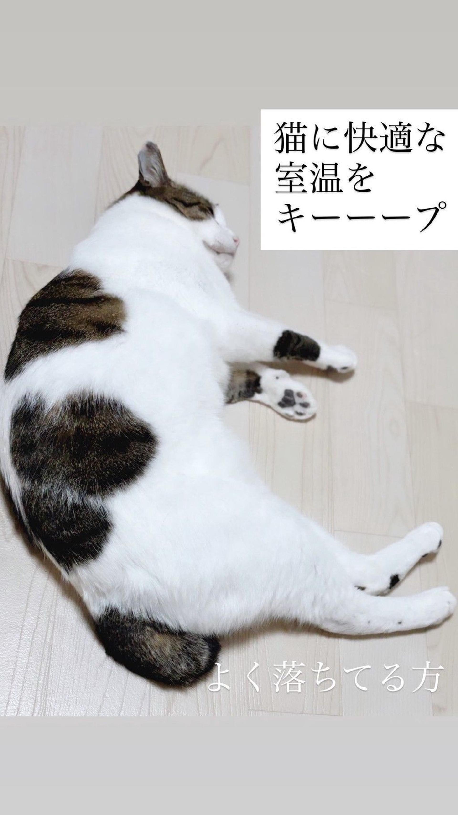 pet-image-4