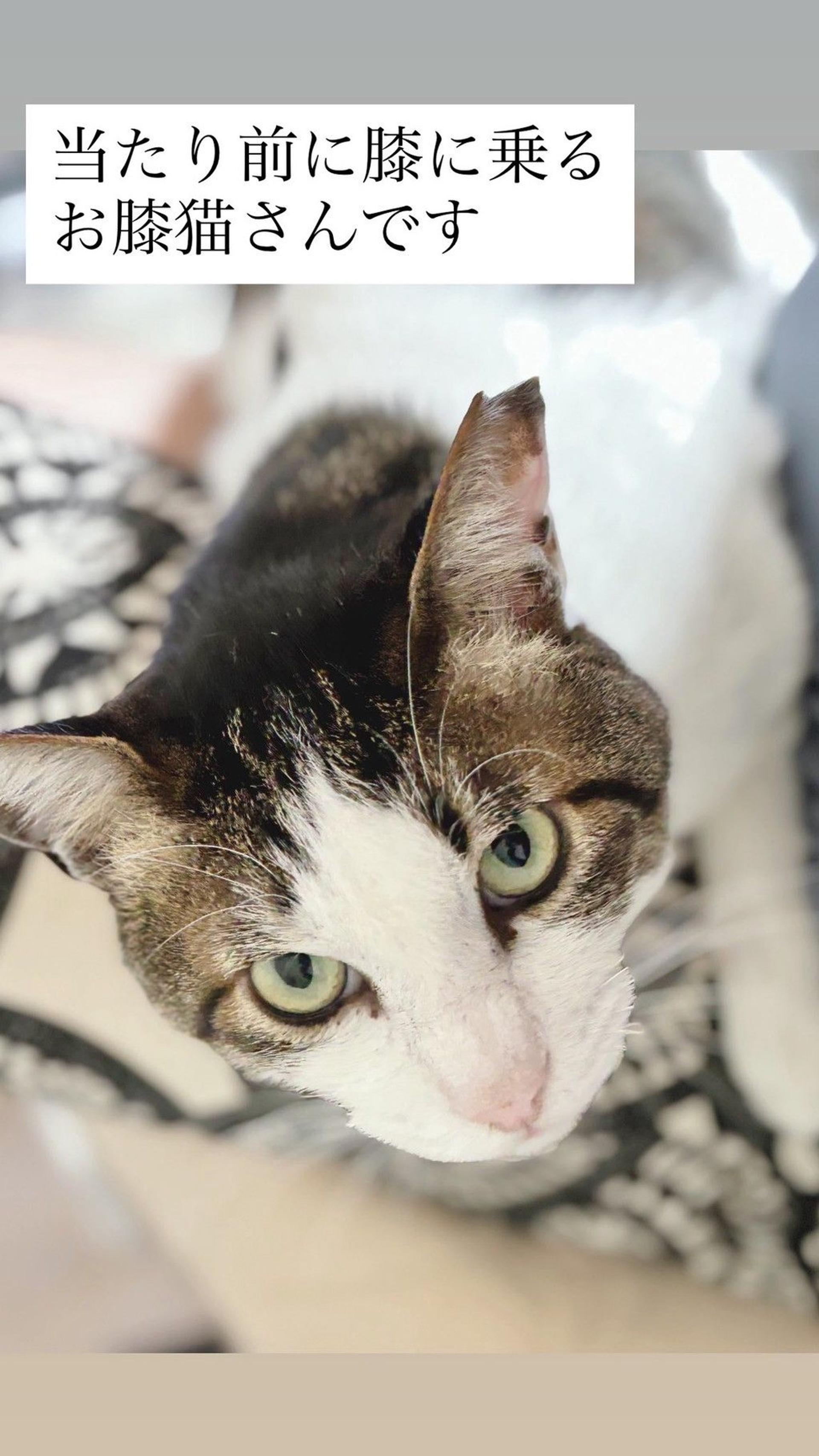 pet-image-5