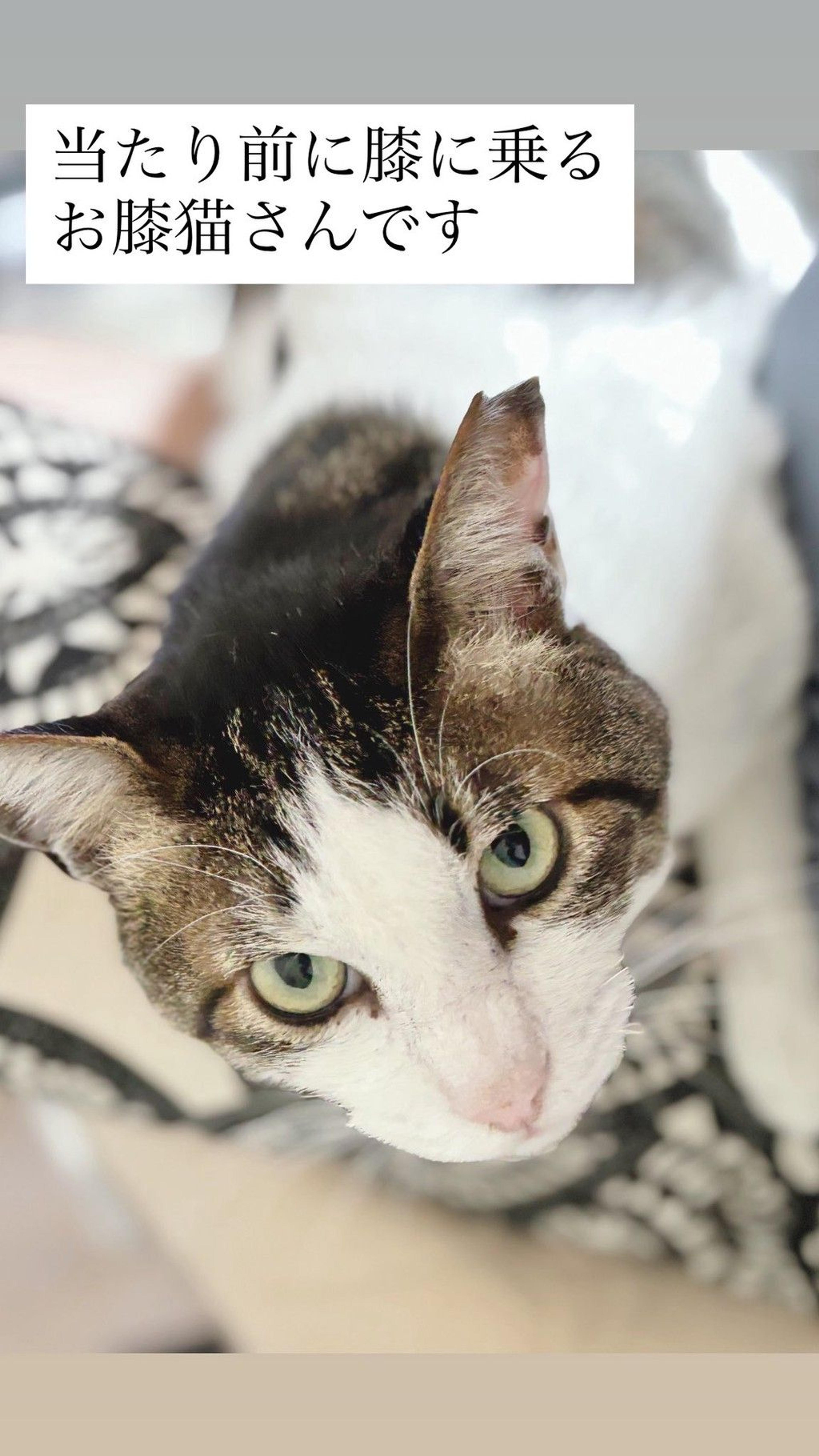 pet-image-5