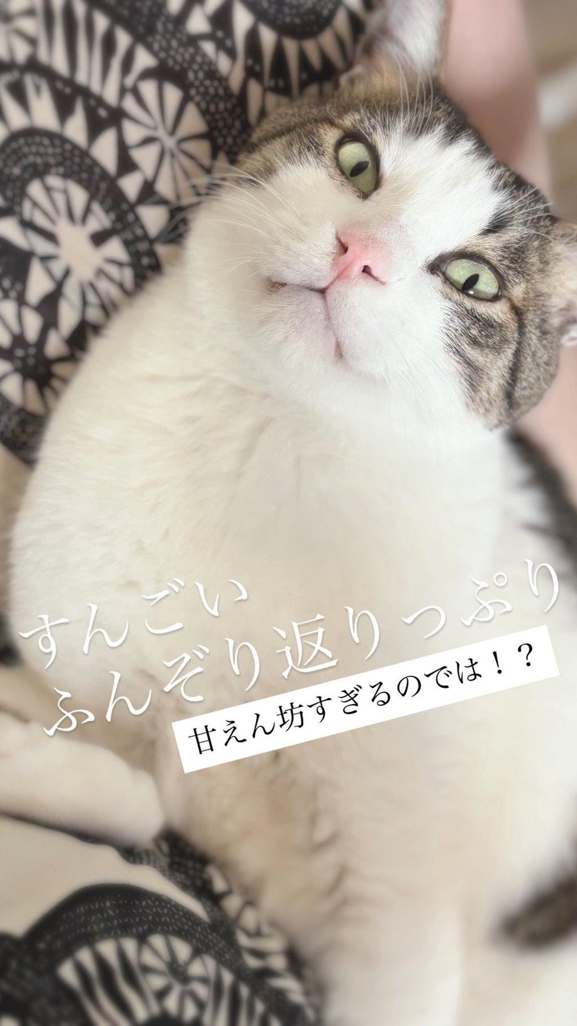 pet-image-7