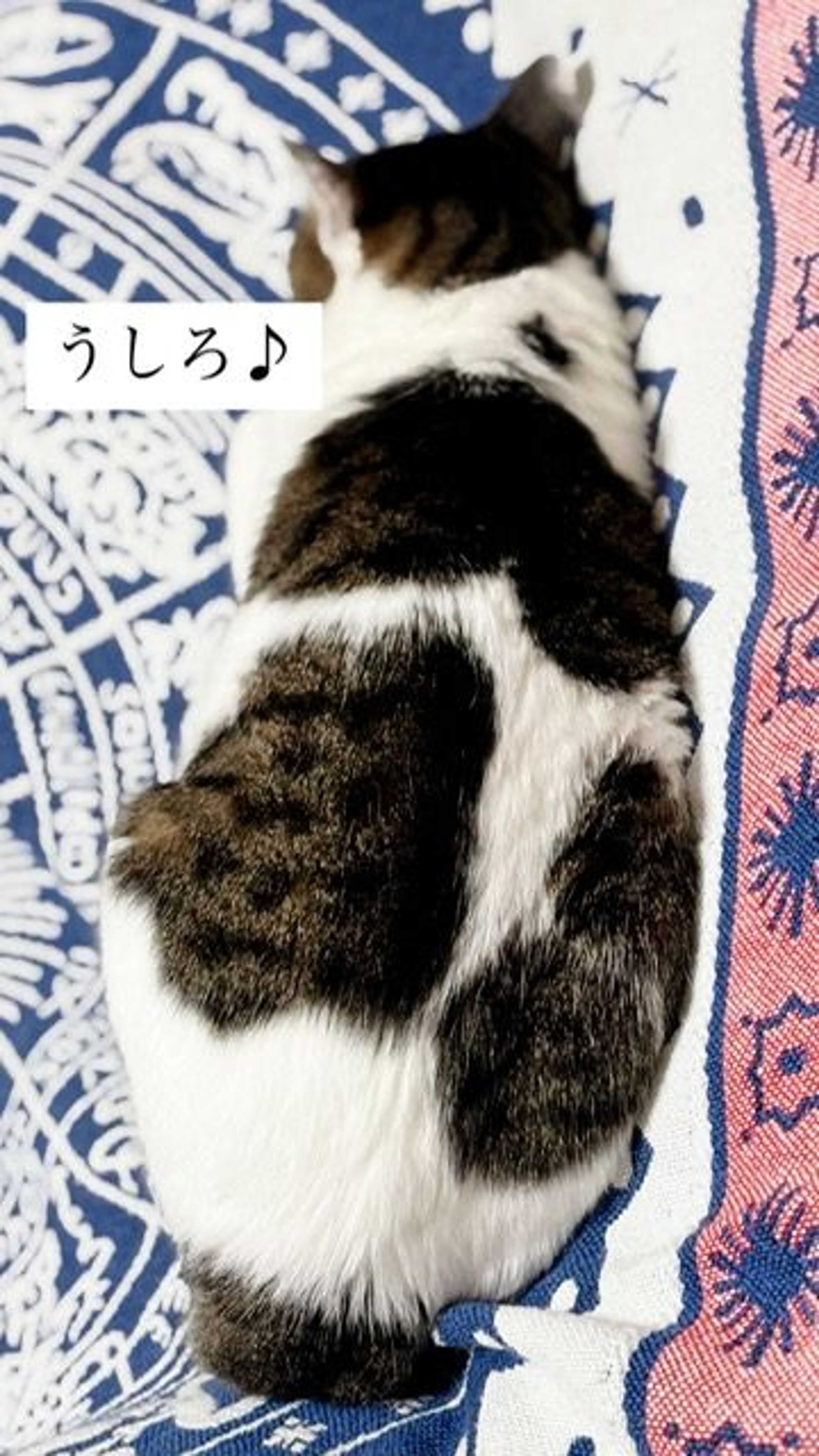 image-5