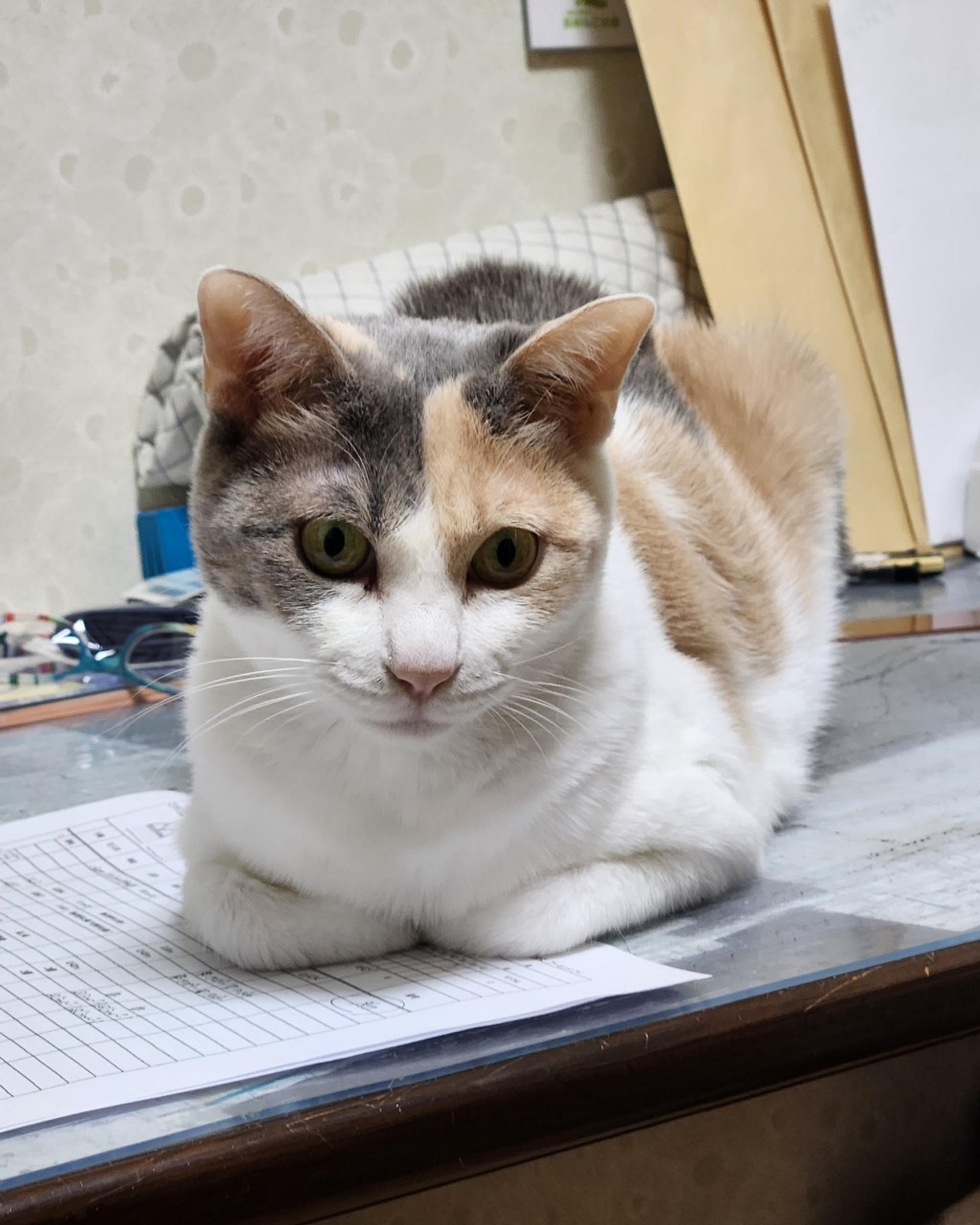 pet-image-2