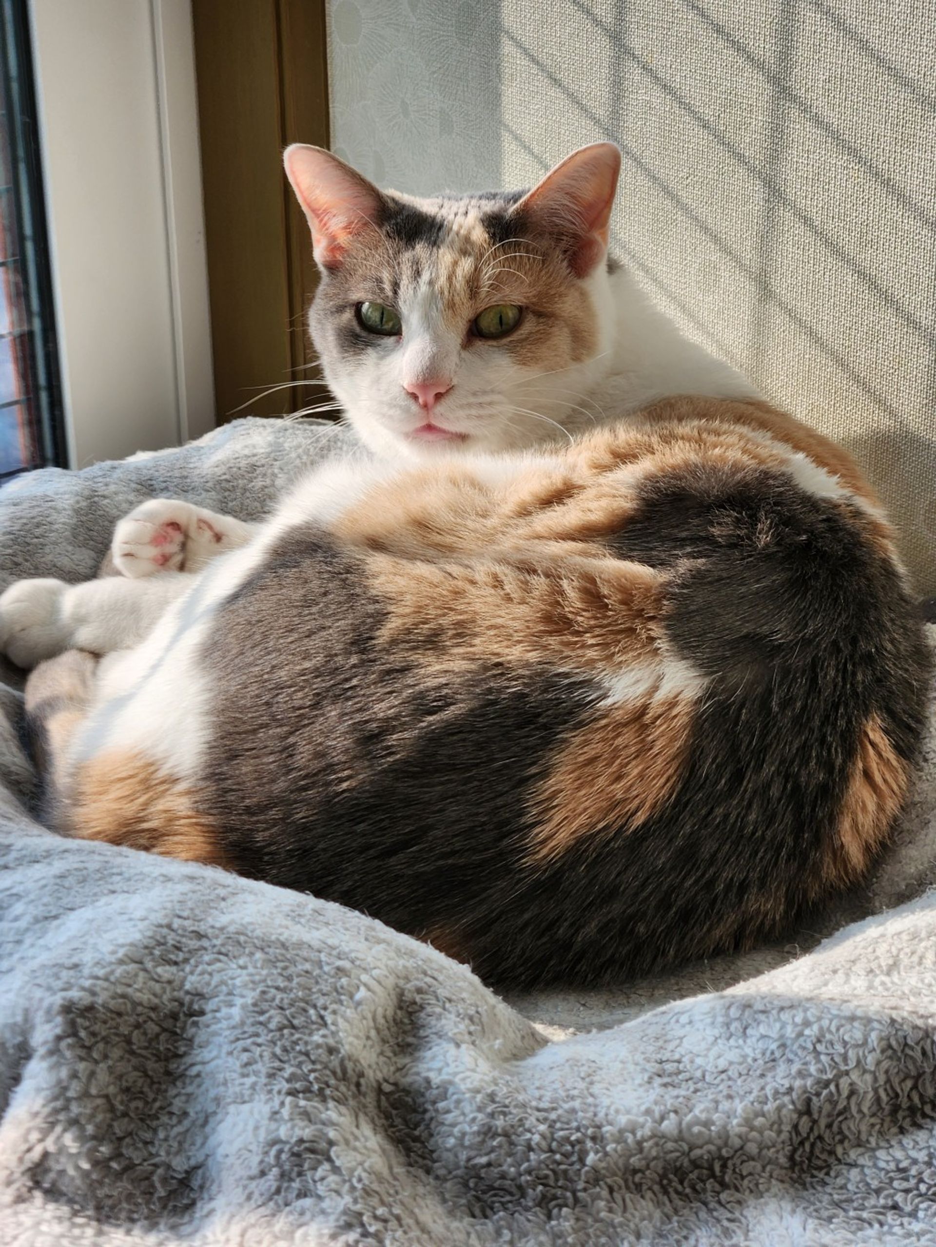 雑種（ミックス猫）・メスの里親募集の写真