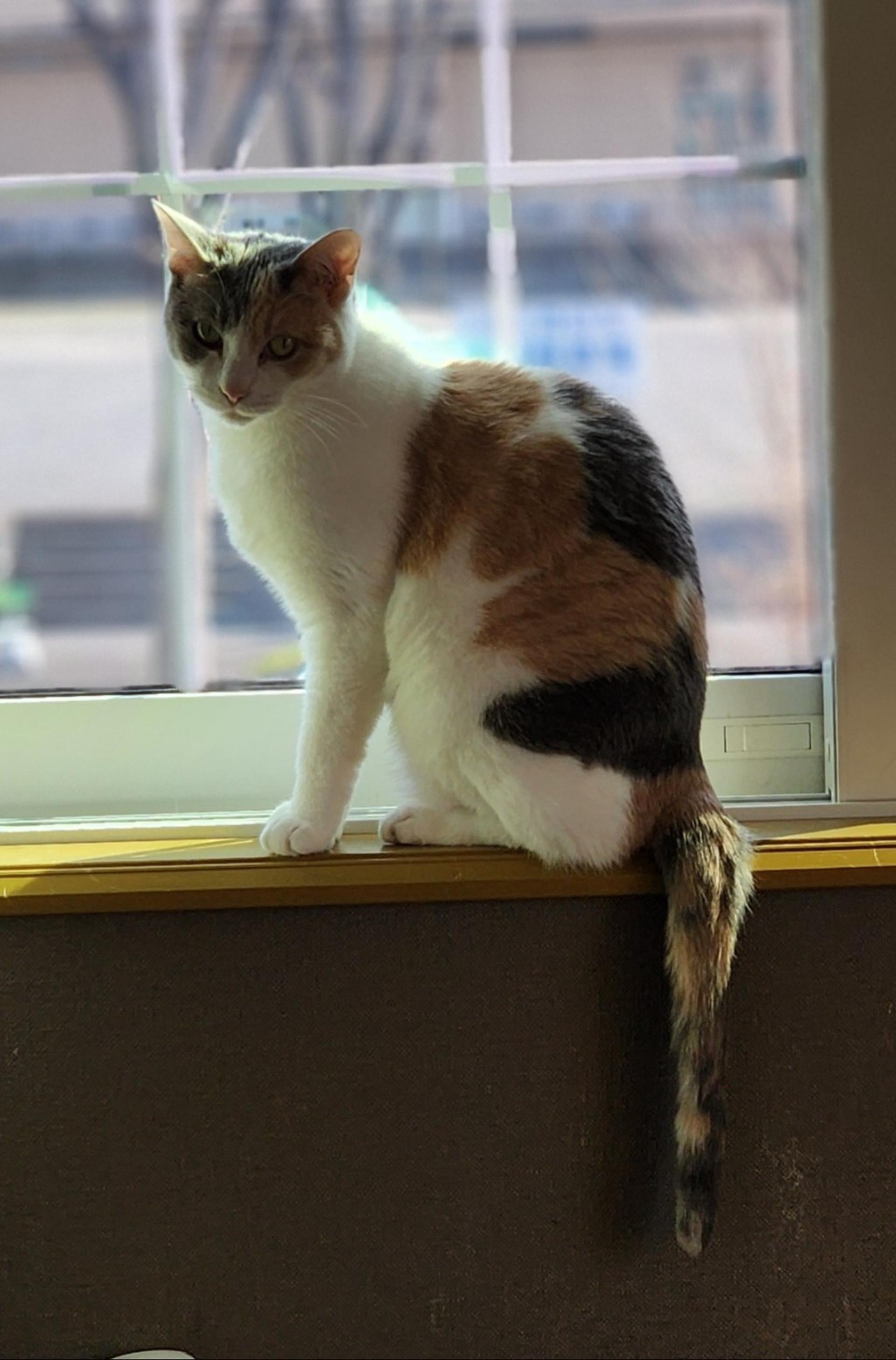 pet-image-4