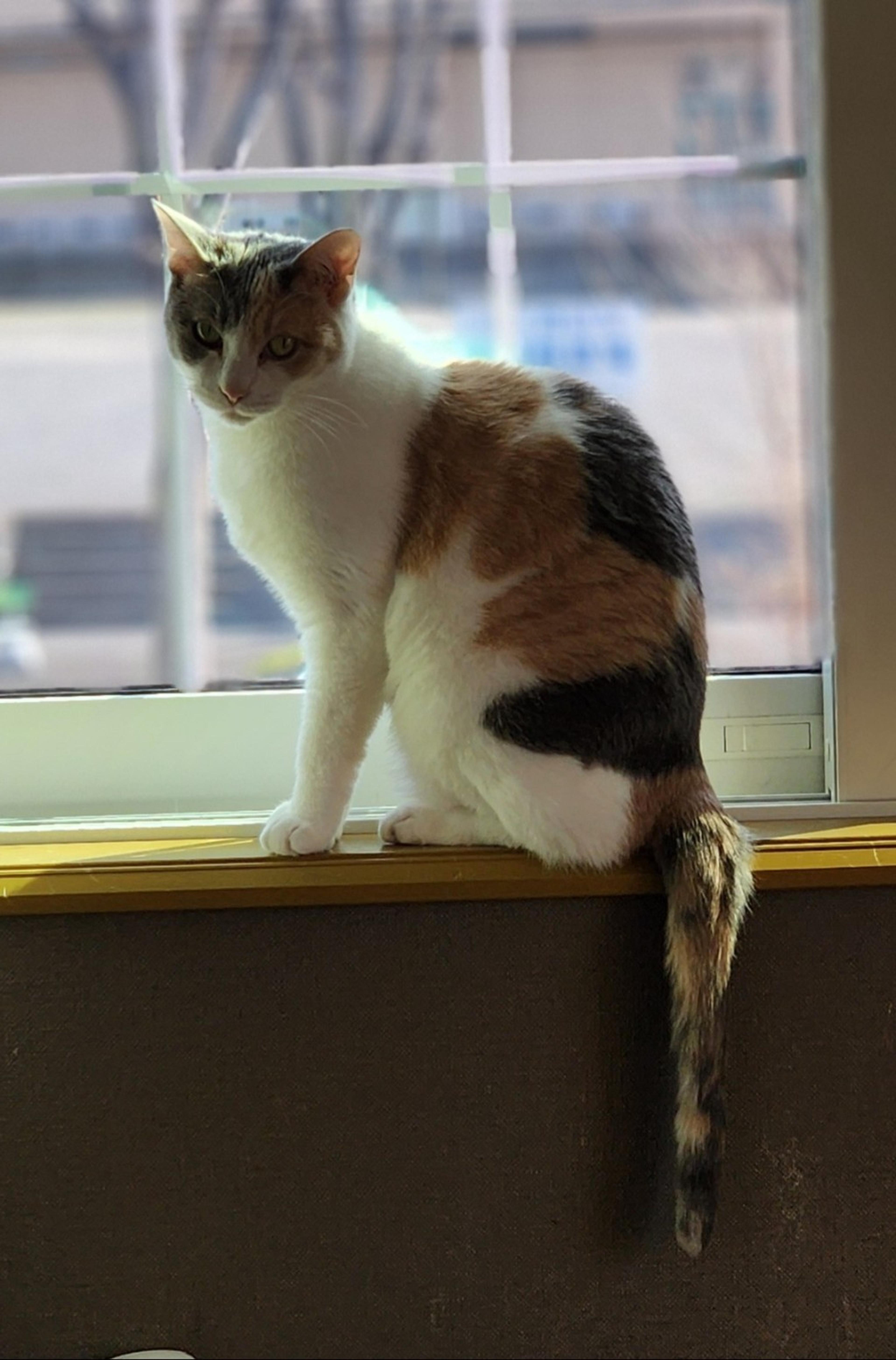 pet-image-4