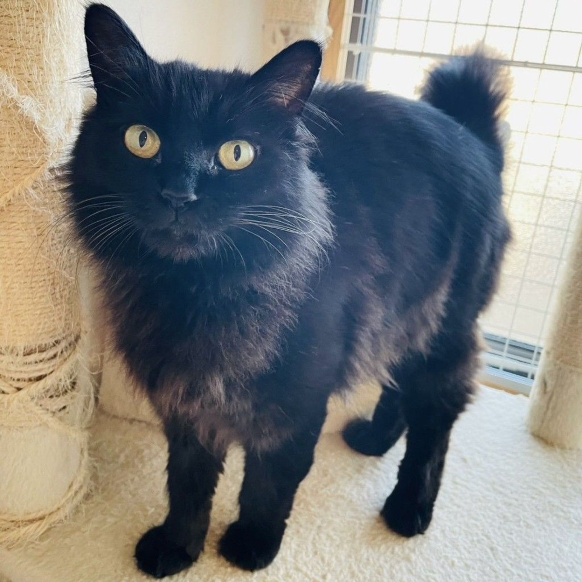 雑種（ミックス猫）・メスの里親募集の写真
