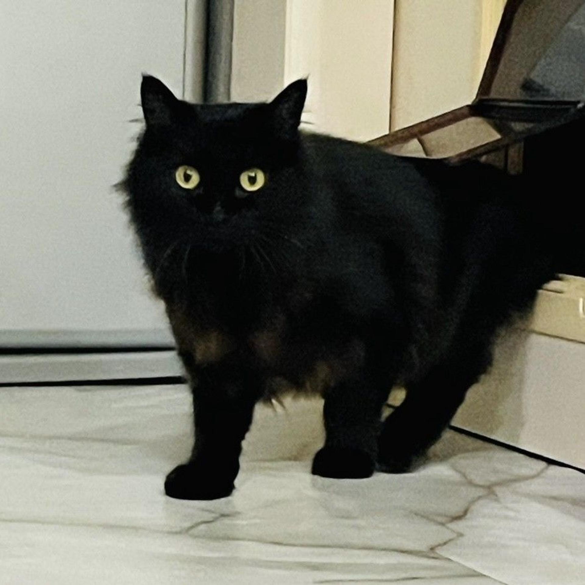 pet-image-2