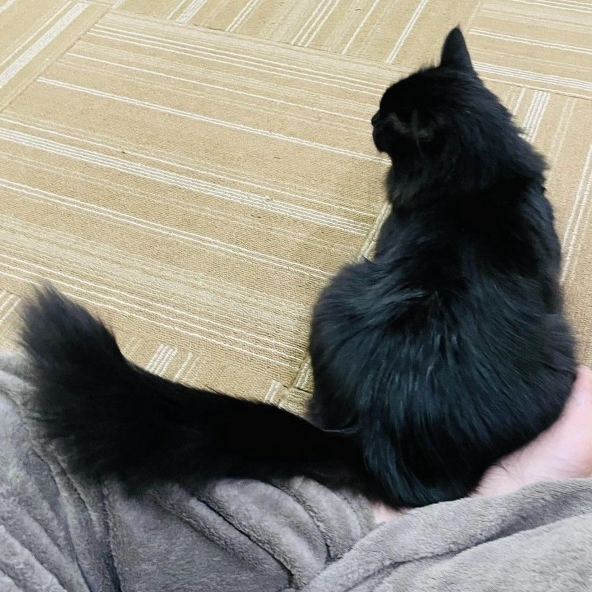 pet-image-6