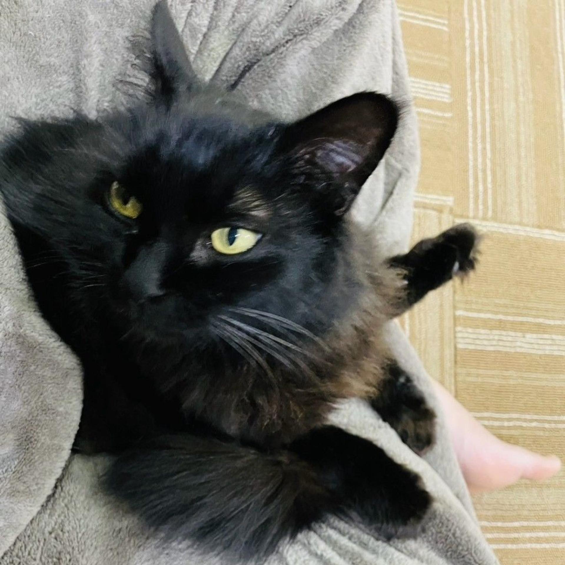 pet-image-5
