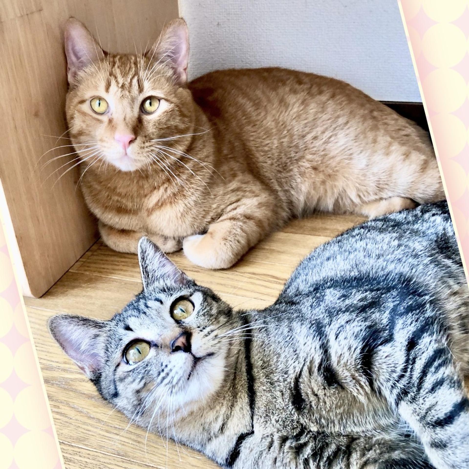 pet-image-7