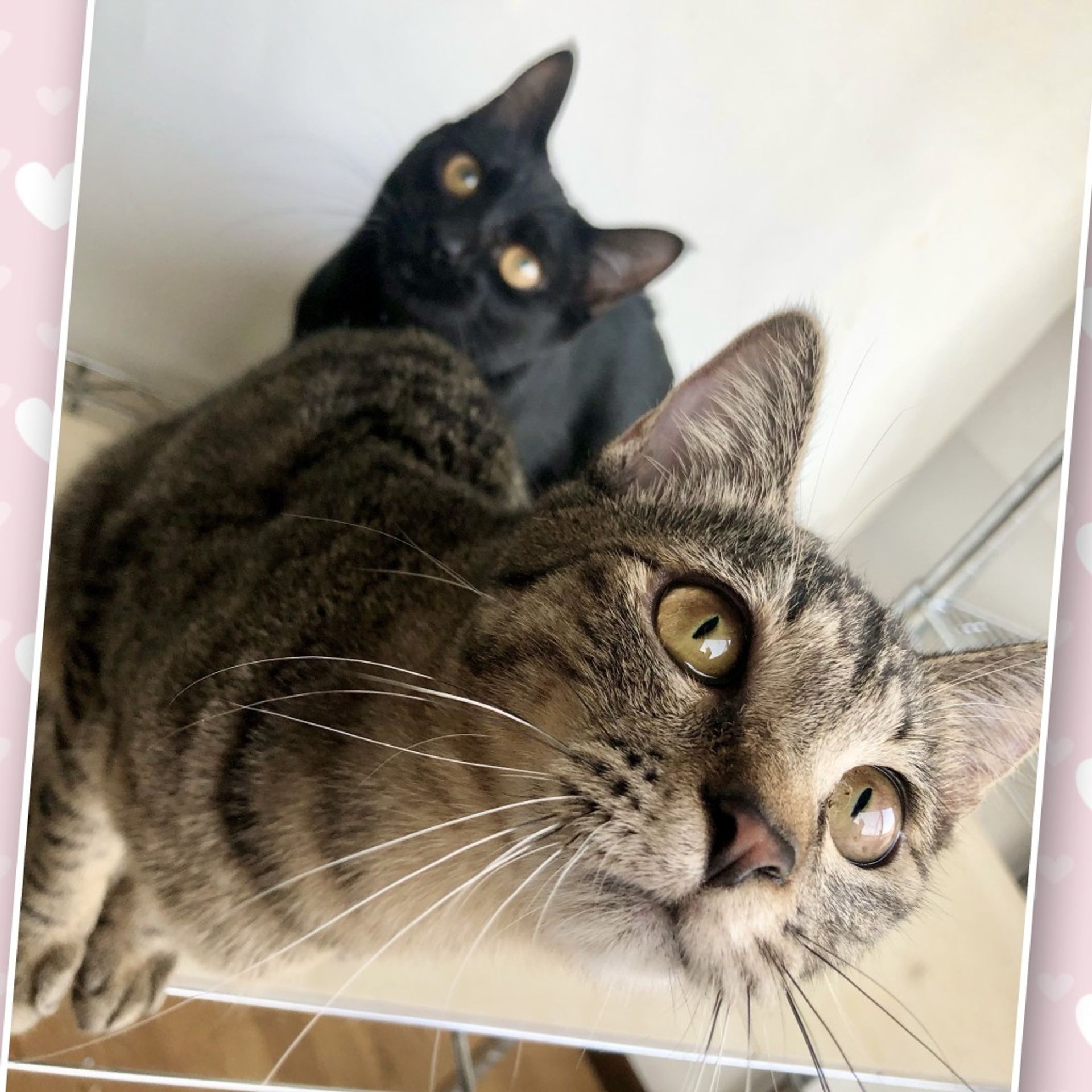 雑種（ミックス猫）・メスの里親募集の写真