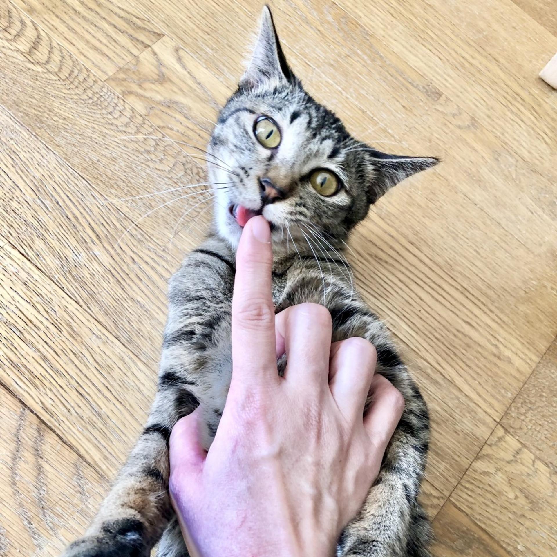 pet-image-6
