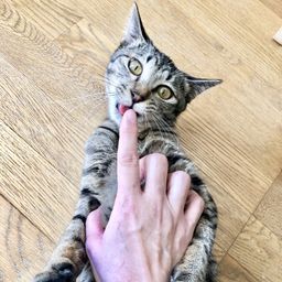thumb-5