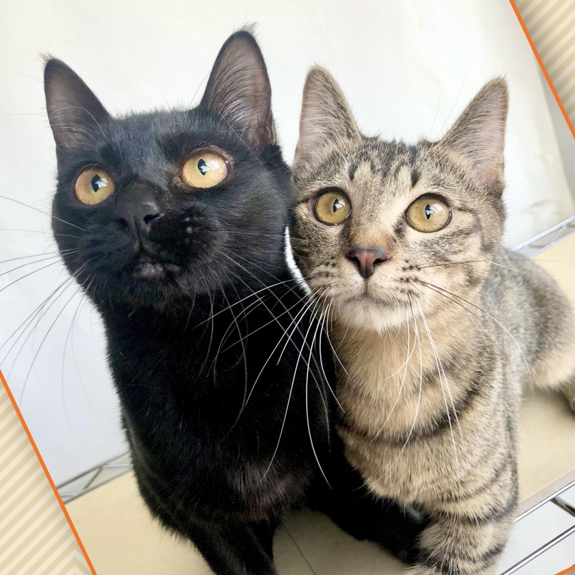pet-image-4